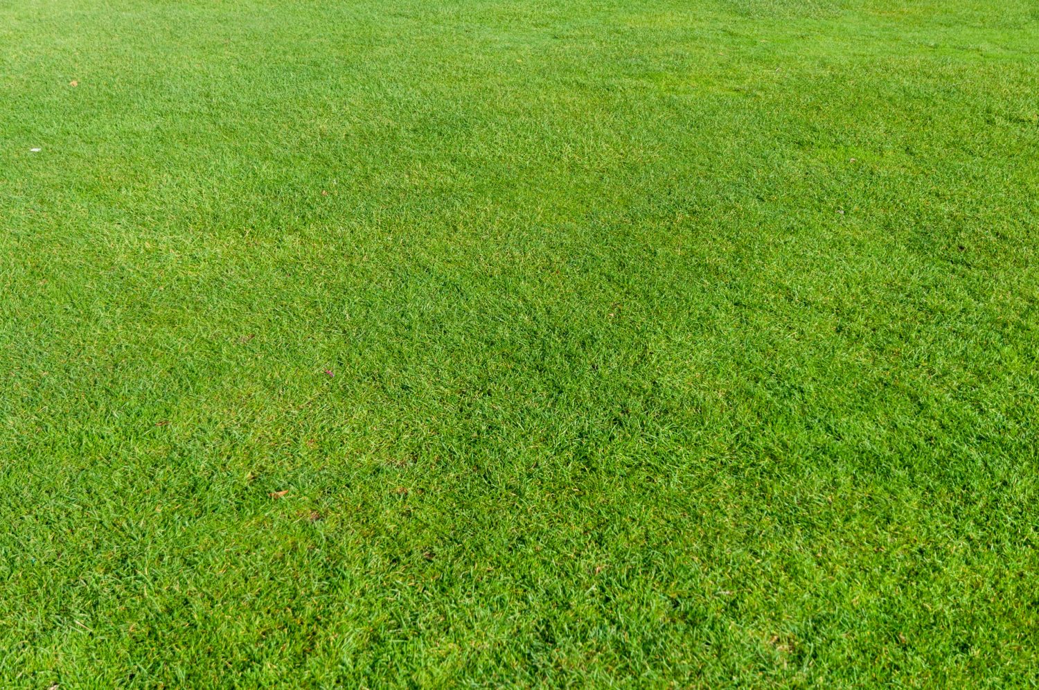 Field Of Grass Background