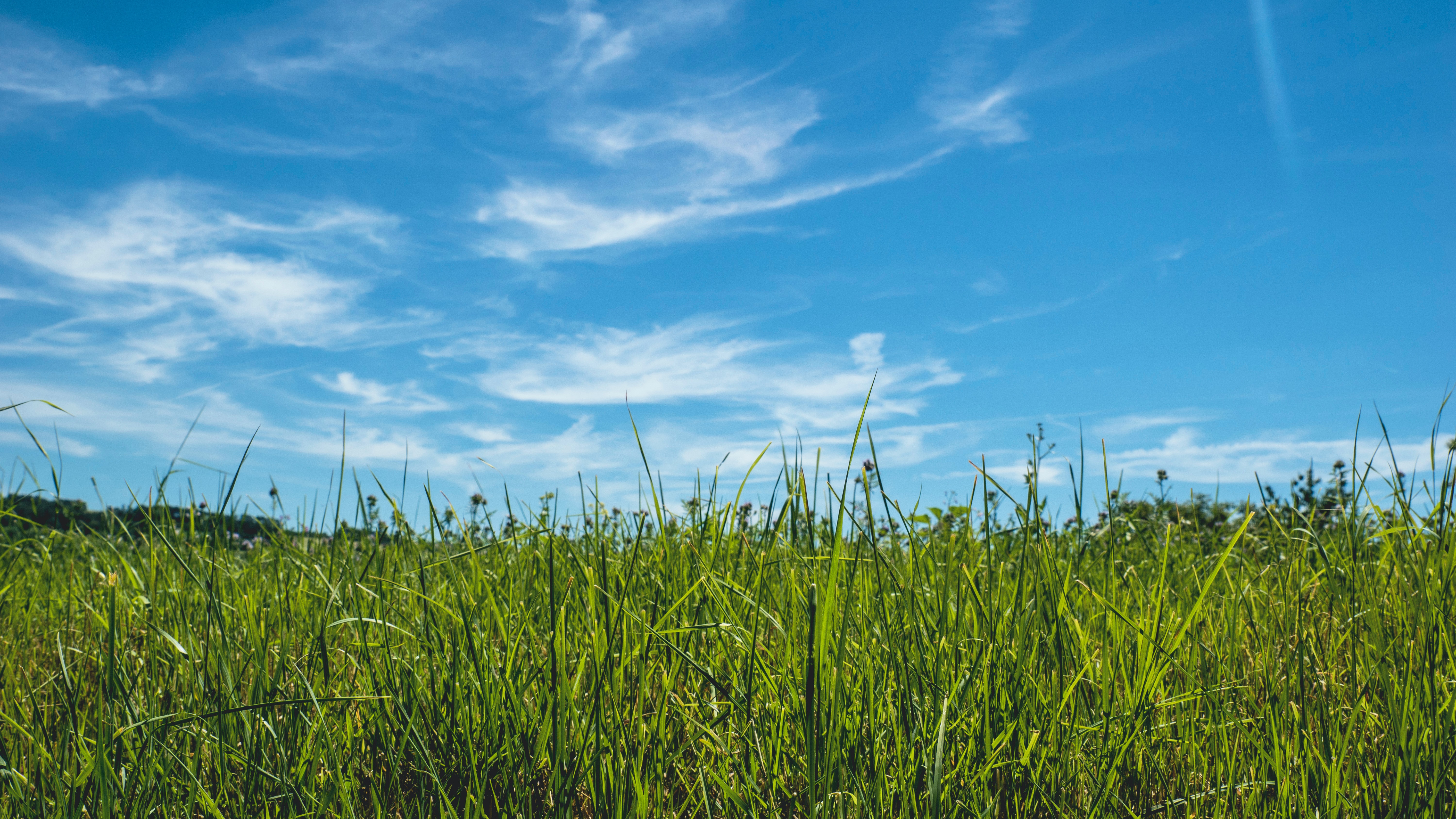 Field Of Grass Background