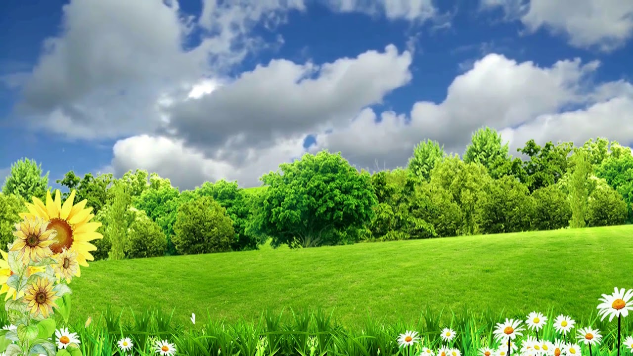 Field Of Grass Background