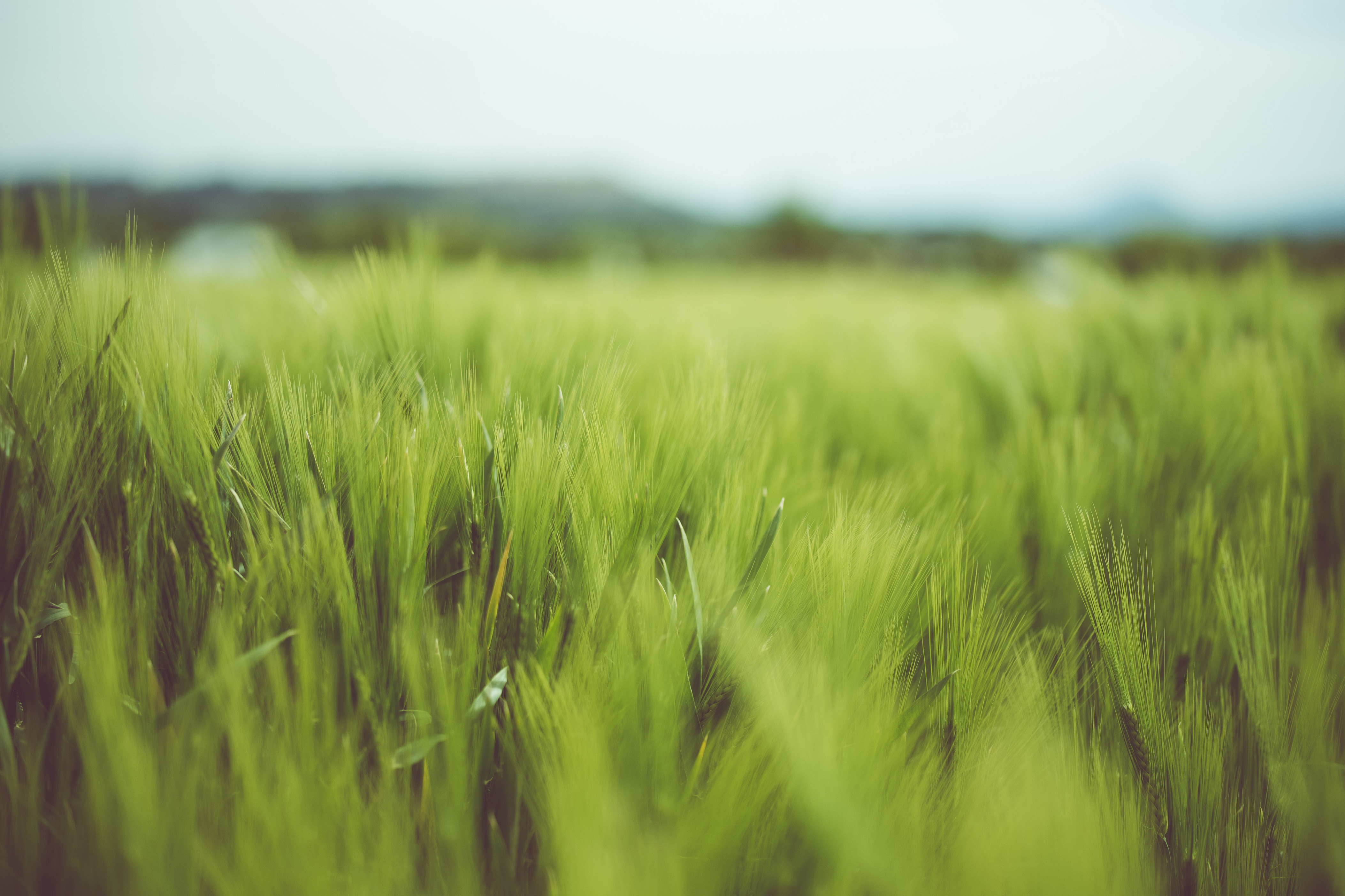 Field Of Grass Background