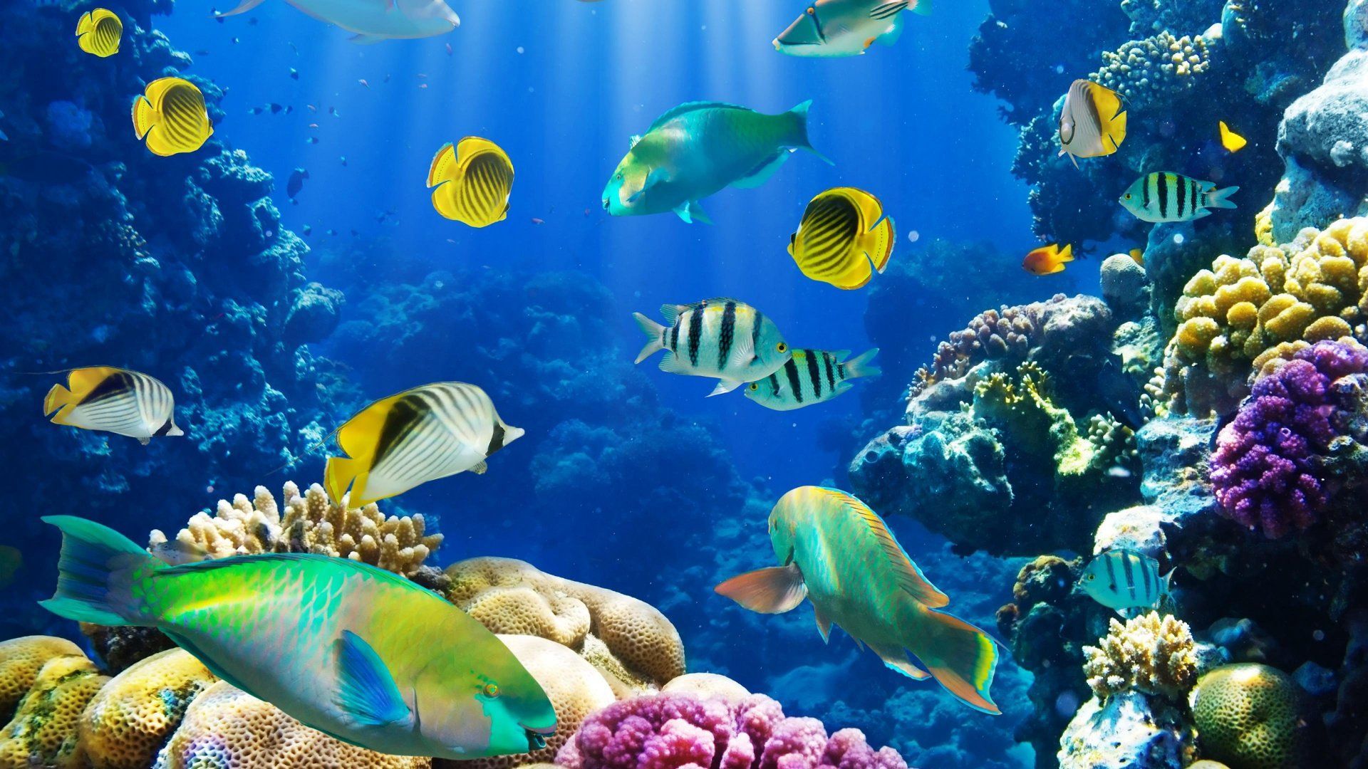 Fish Background