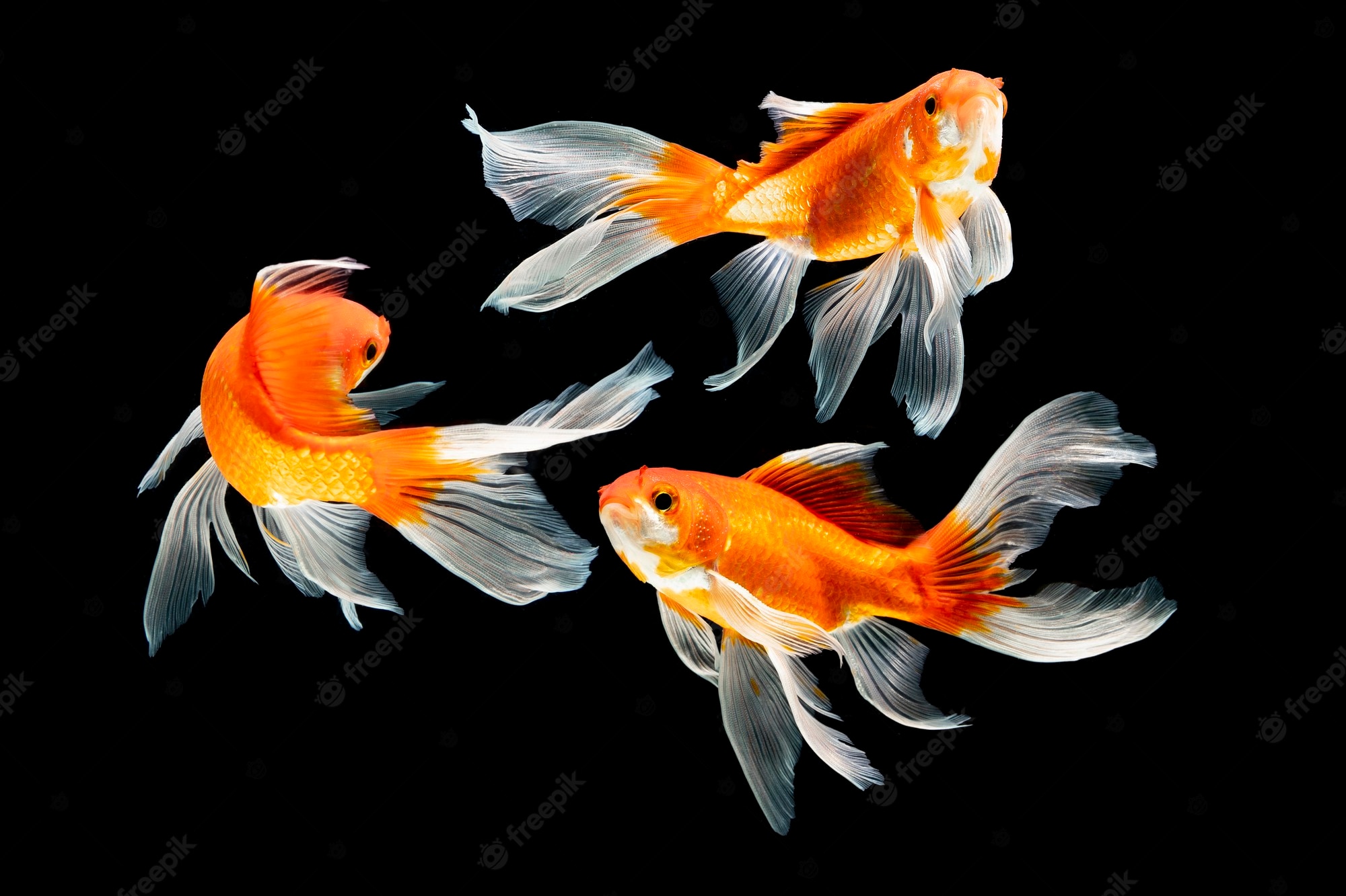 Fish Background