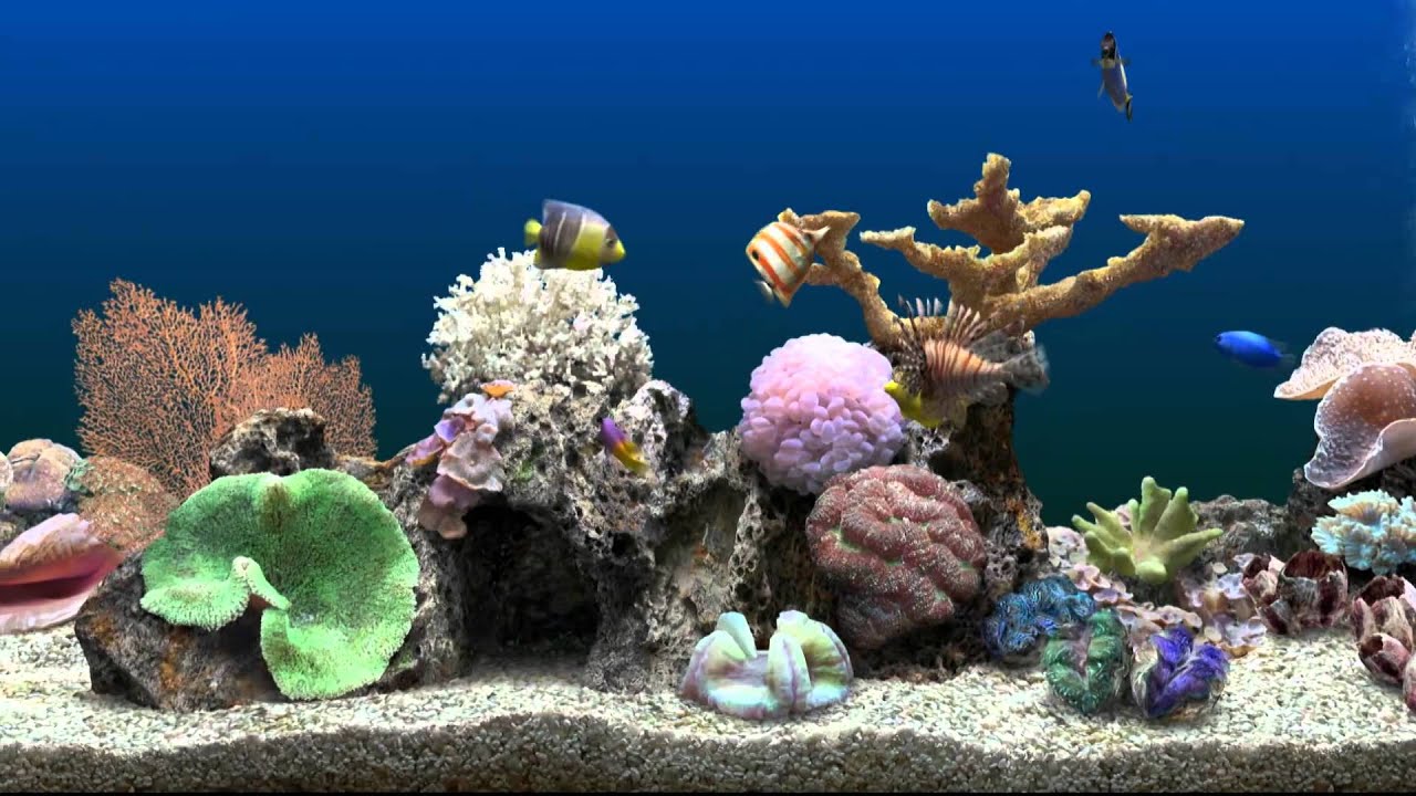 Fish Tank Background