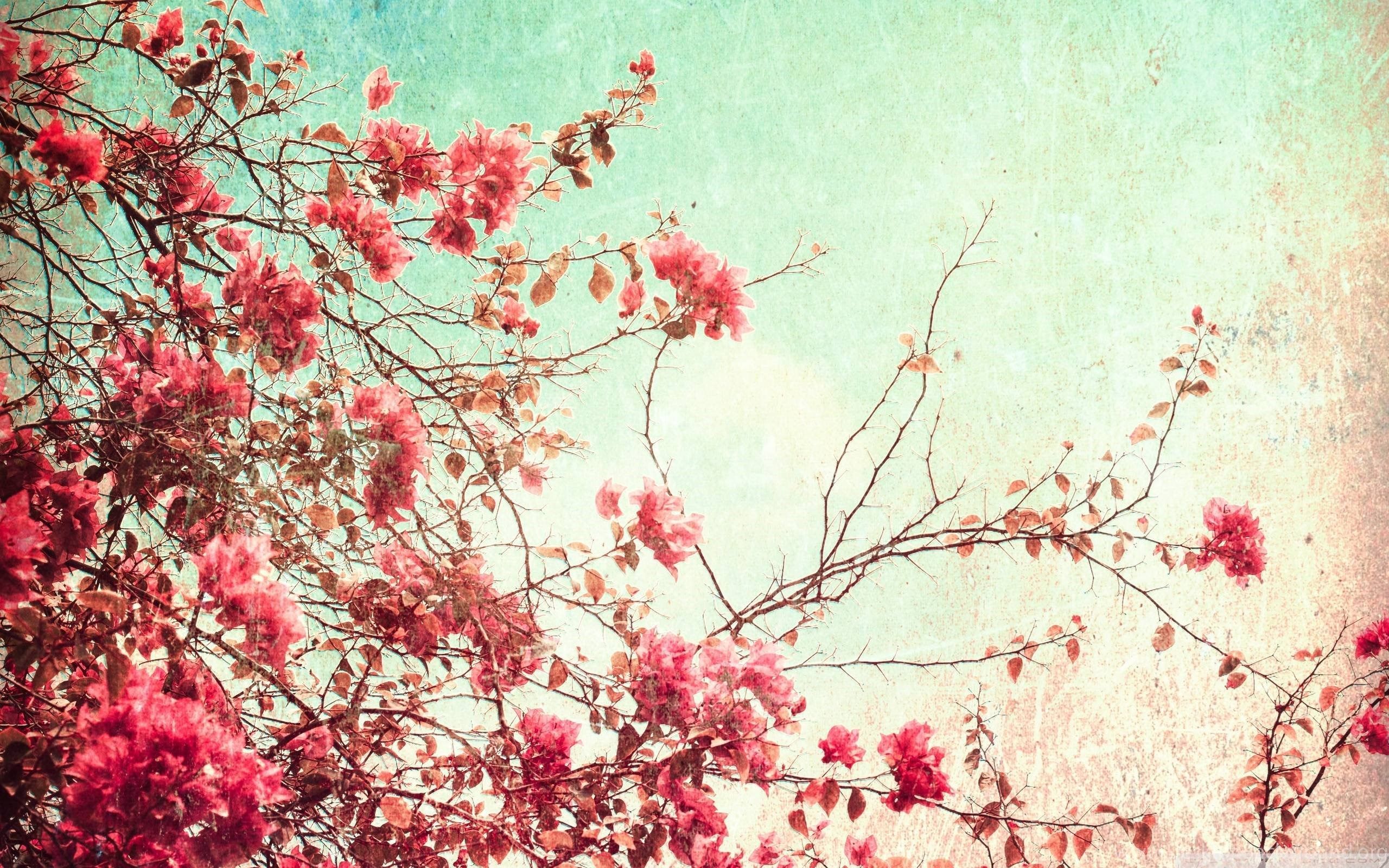 Floral Computer Backgrounds