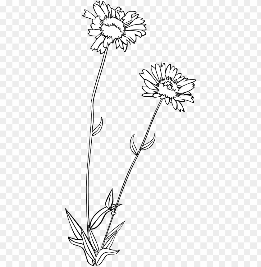 Flower Drawing Background