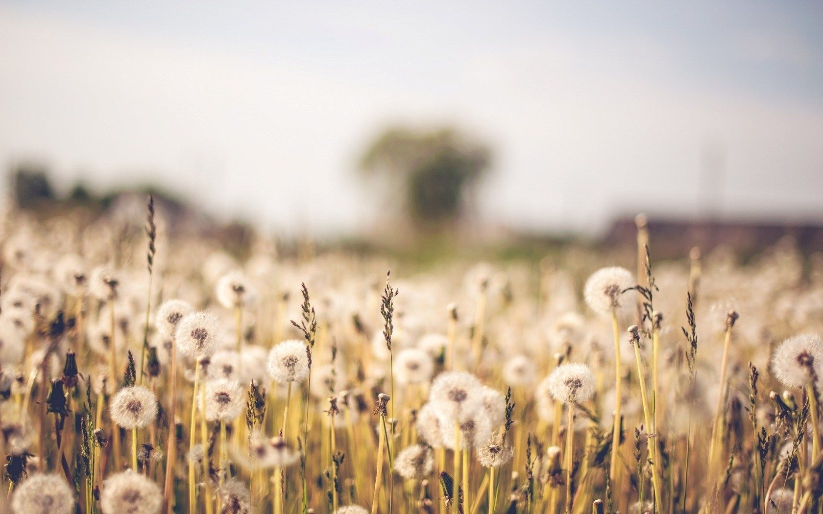 Flower Field Background Tumblr