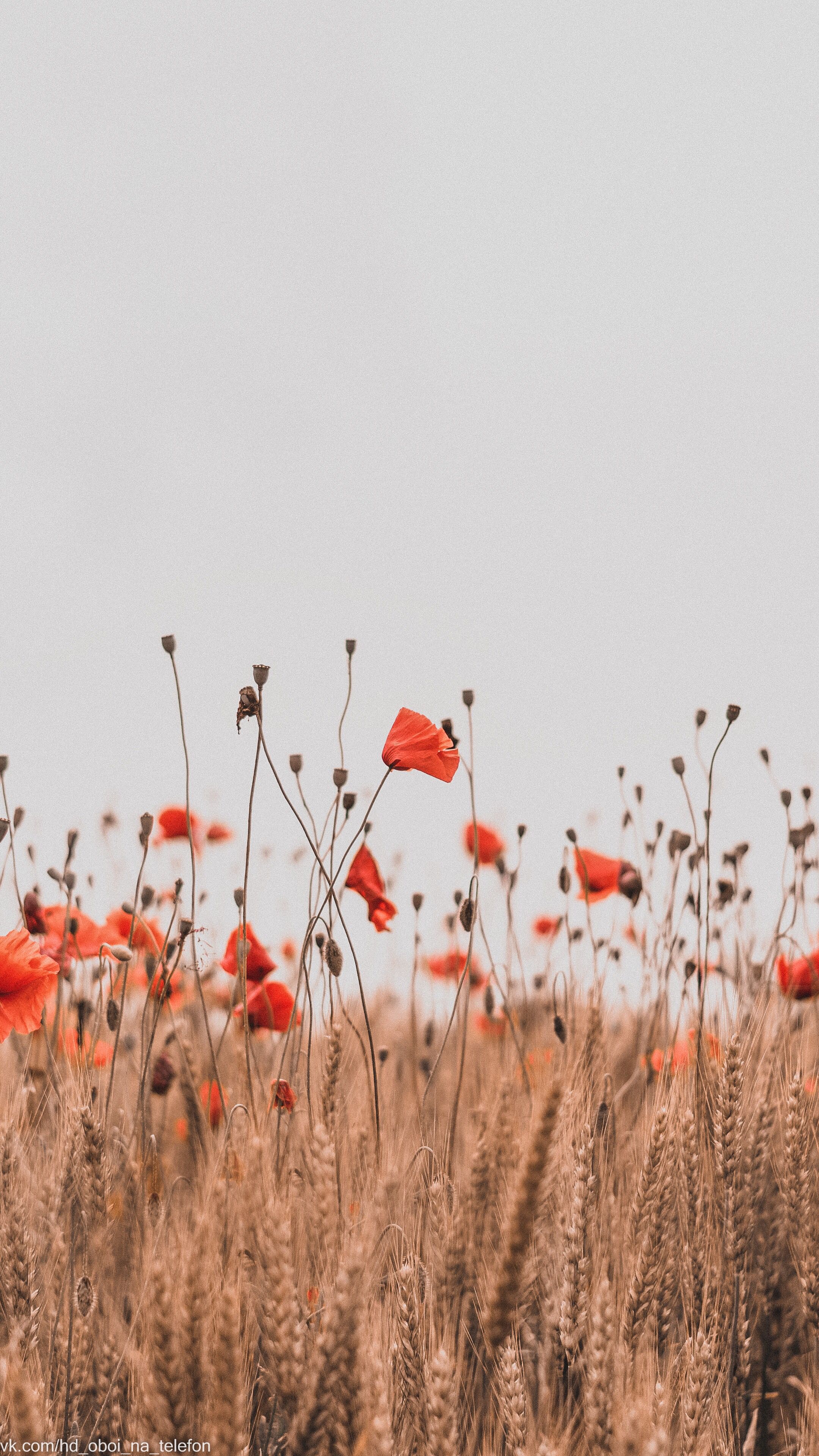 Flower Field Background Tumblr