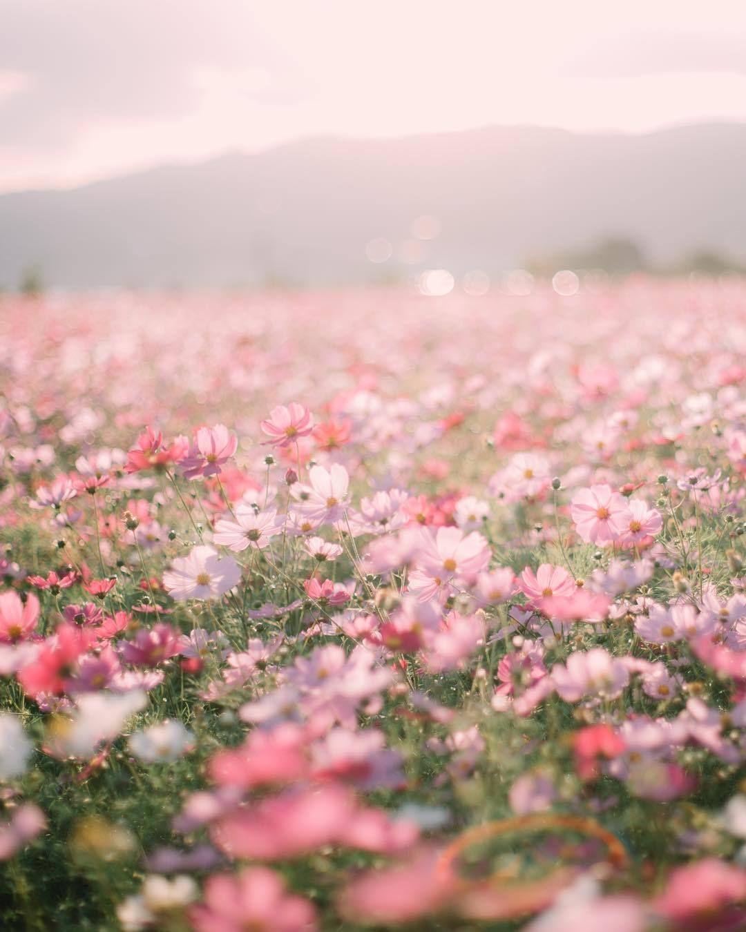 Flower Field Background Tumblr