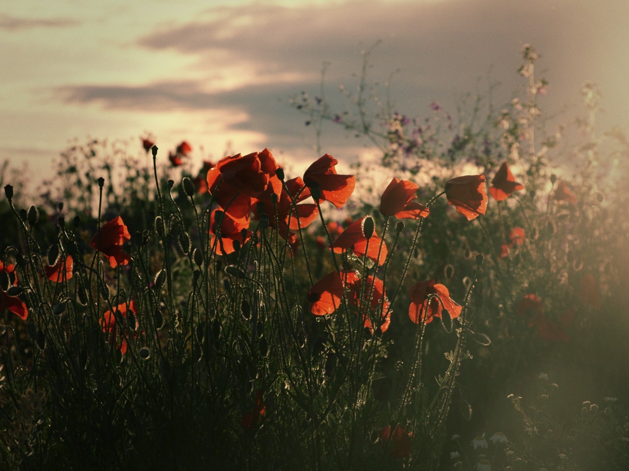 Flower Field Background Tumblr