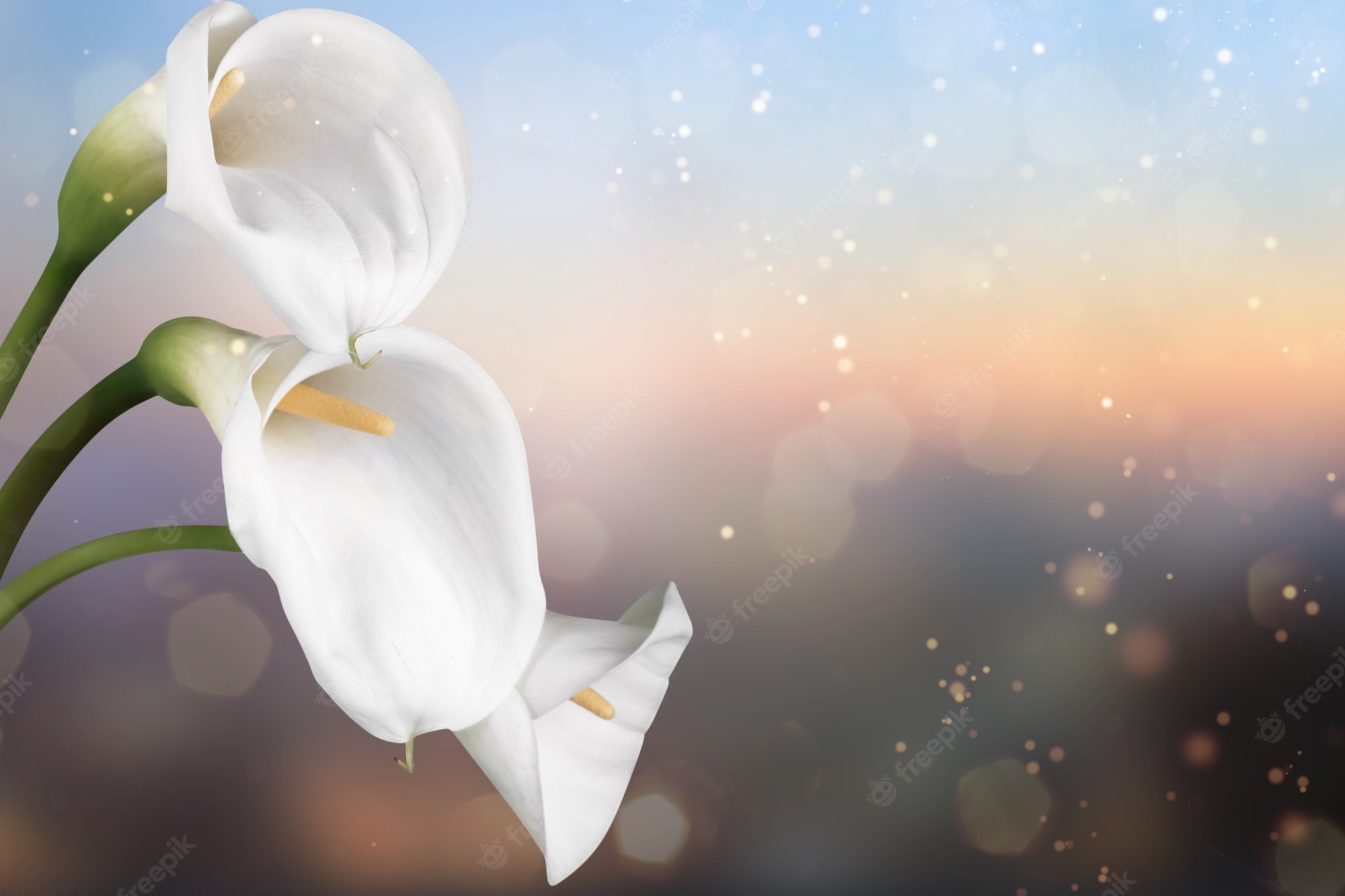 Flower Funeral Background