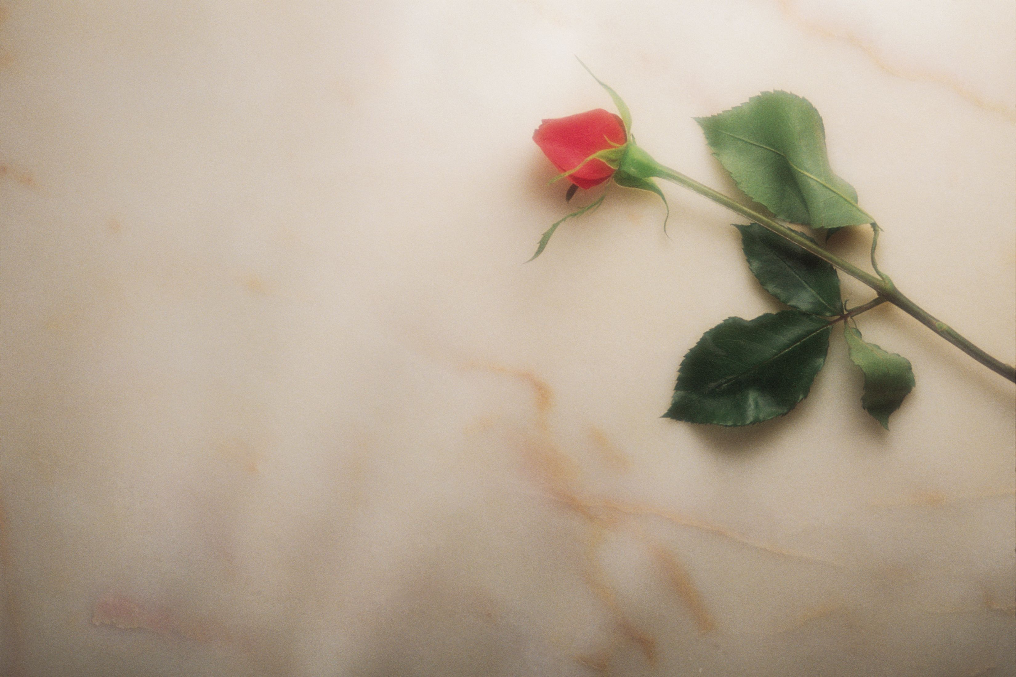 Flower Funeral Background