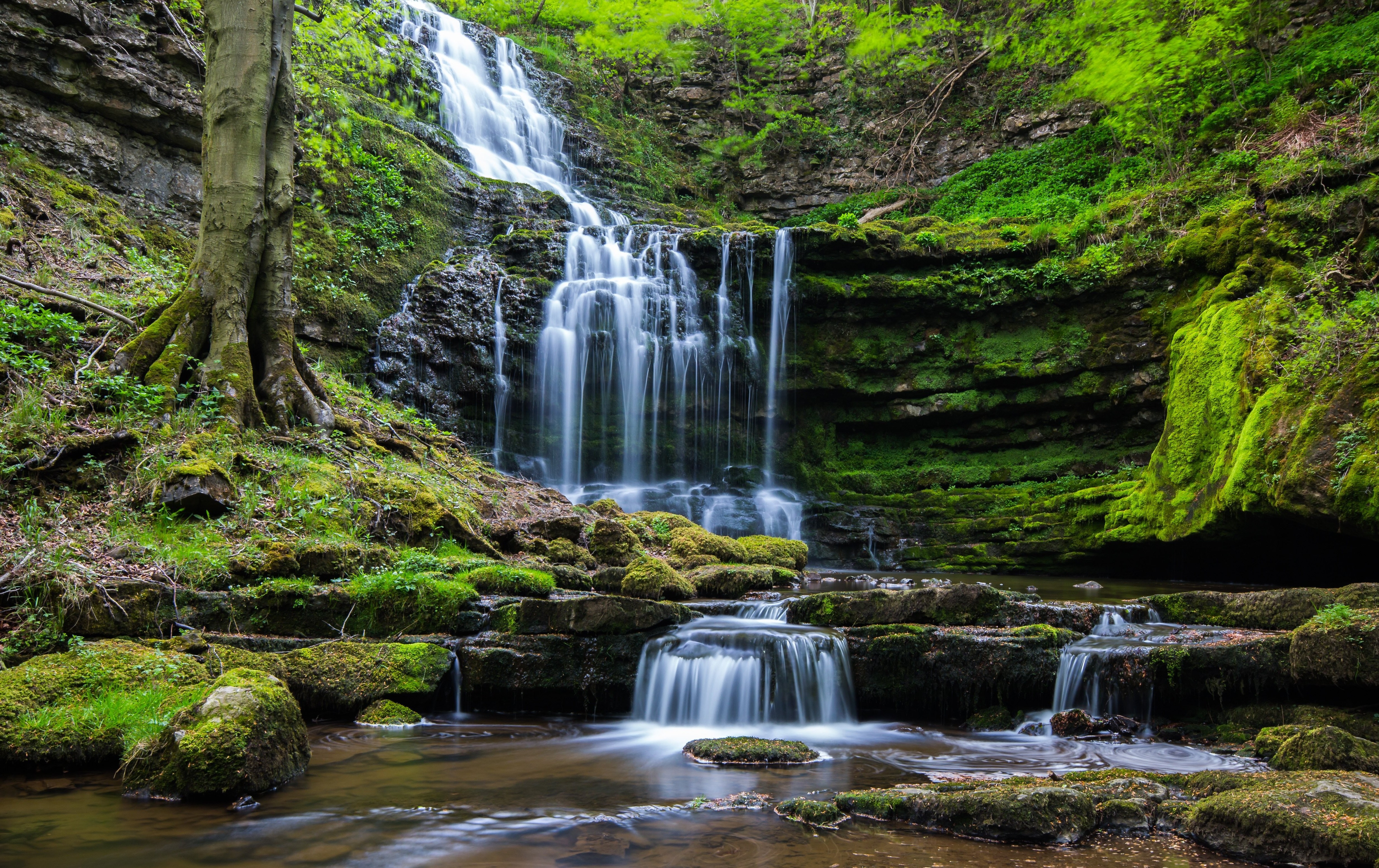 Forest Waterfall Background