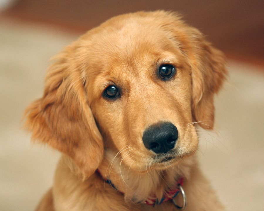 Golden Retriever Backgrounds