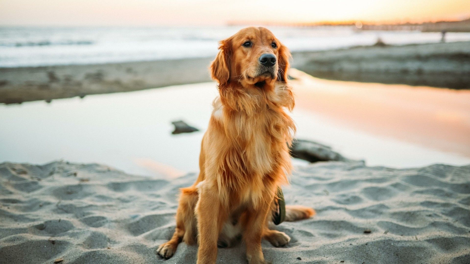 Golden Retriever Backgrounds