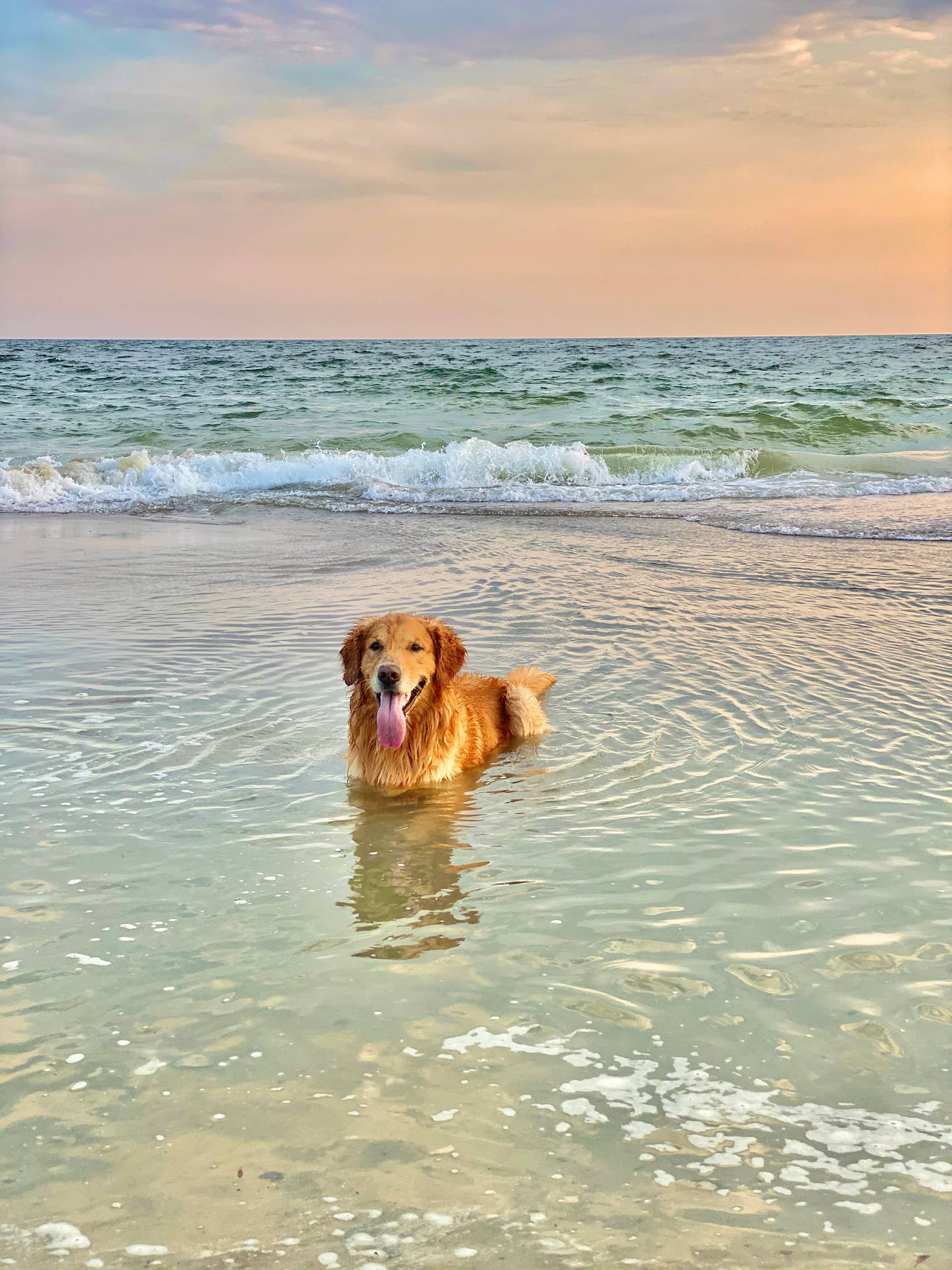 Golden Retriever Backgrounds