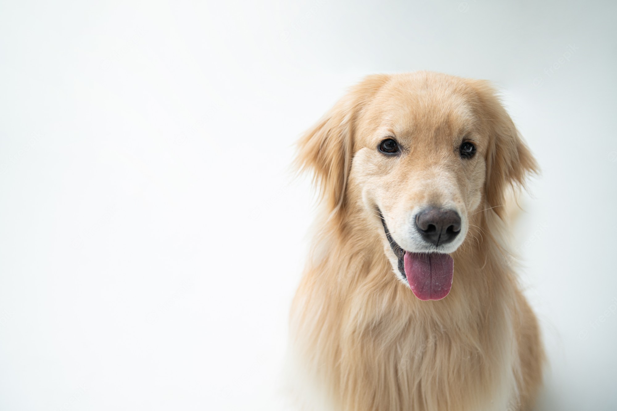 Golden Retriever Backgrounds