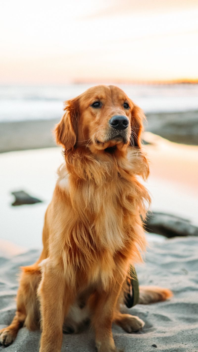 Golden Retriever Backgrounds