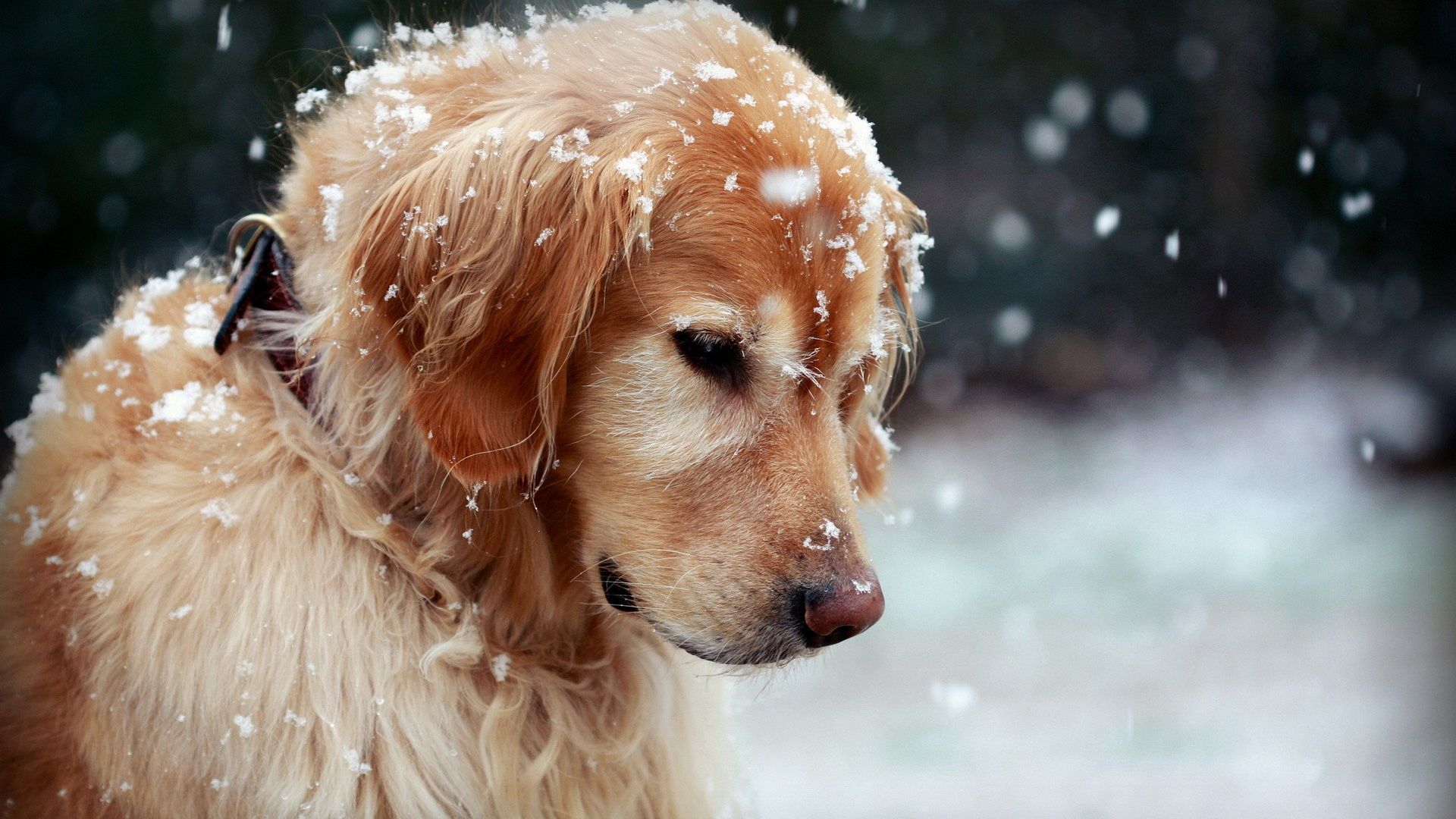 Golden Retriever Backgrounds