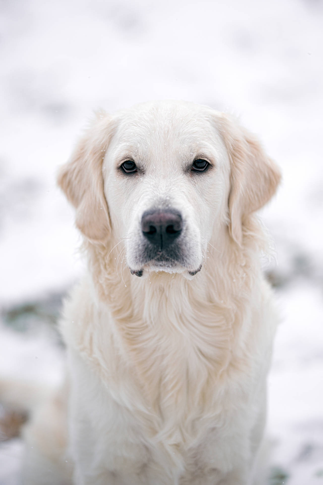 Golden Retriever Backgrounds