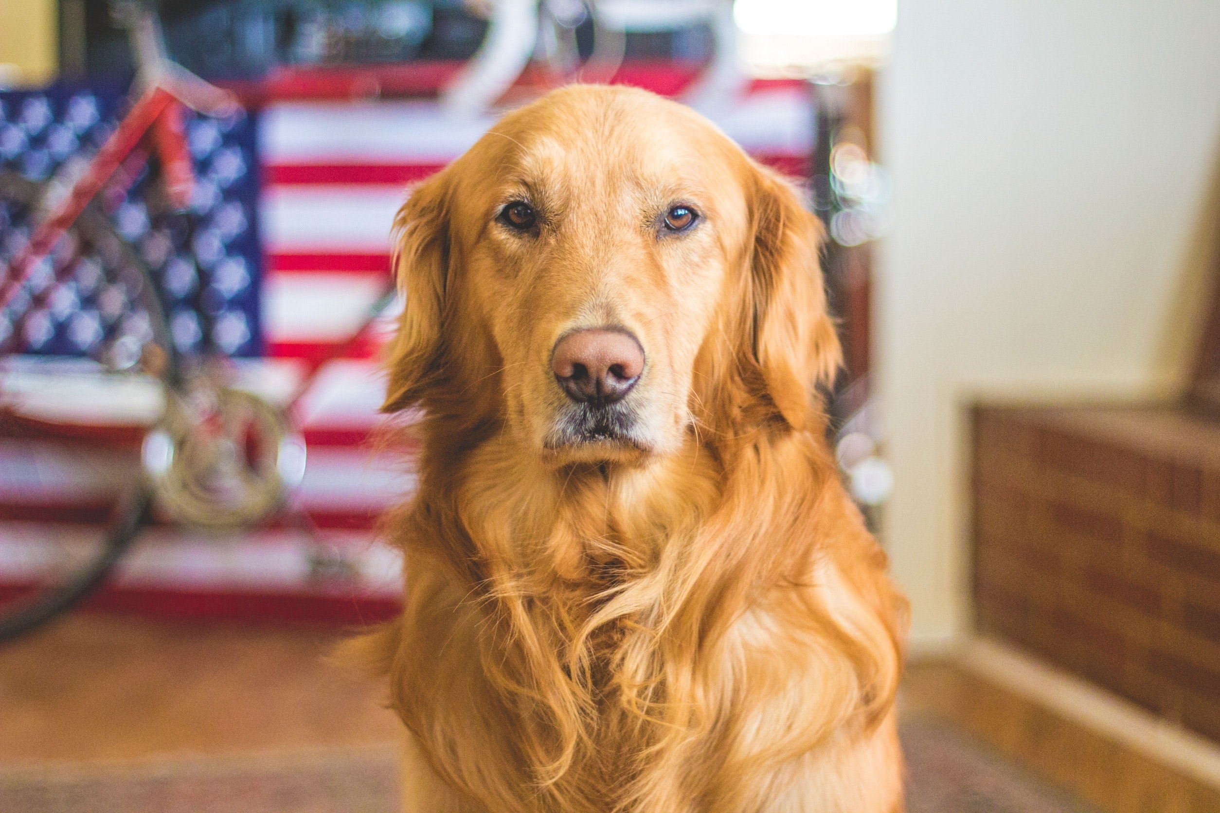 Golden Retriever Backgrounds