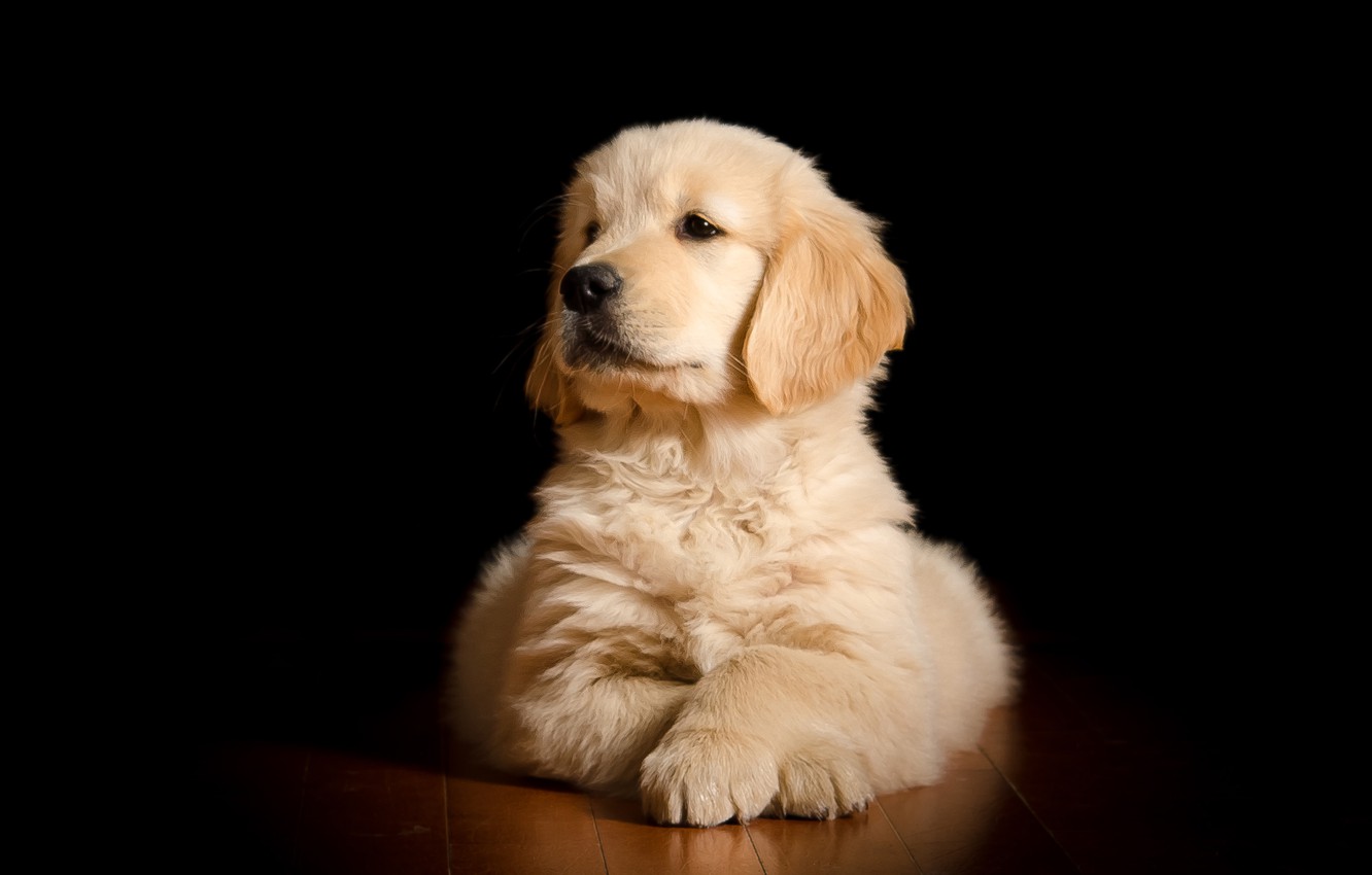 Golden Retriever Backgrounds