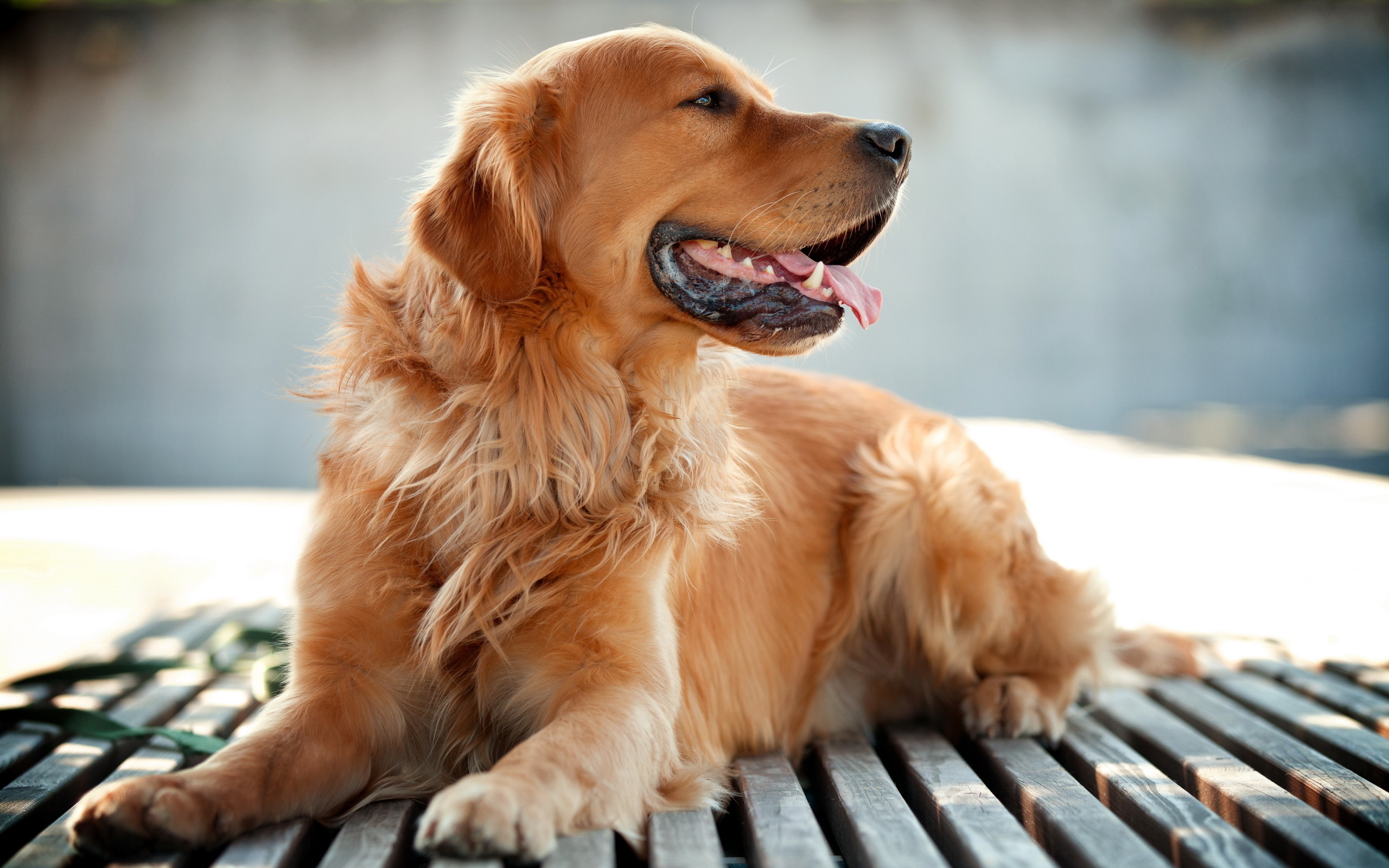 Golden Retriever Backgrounds