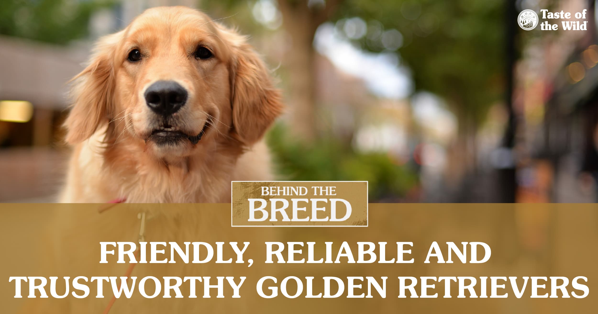 Golden Retriever Backgrounds