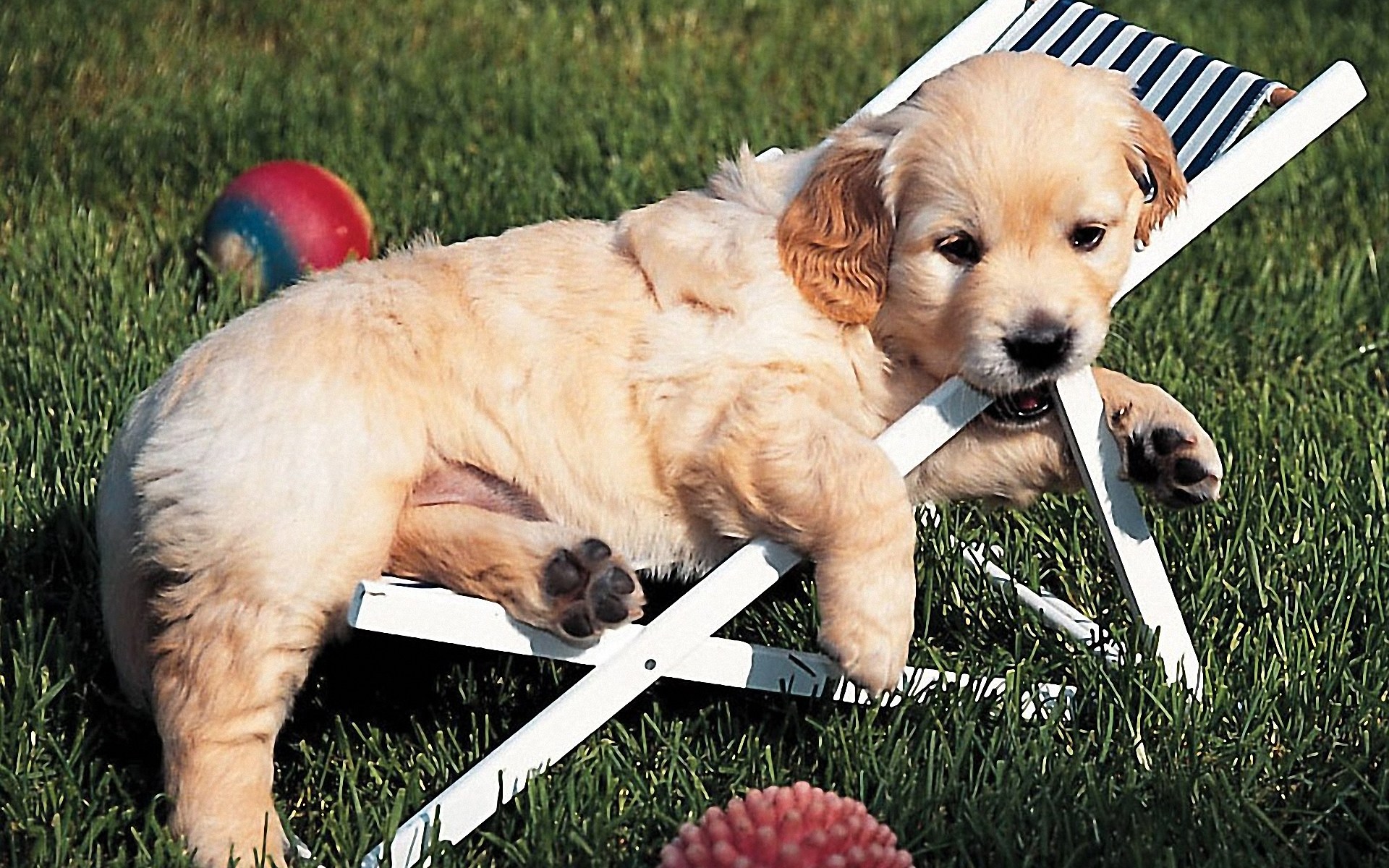 Golden Retriever Backgrounds