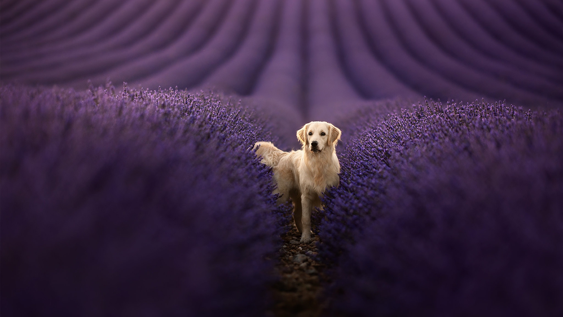 Golden Retriever Backgrounds