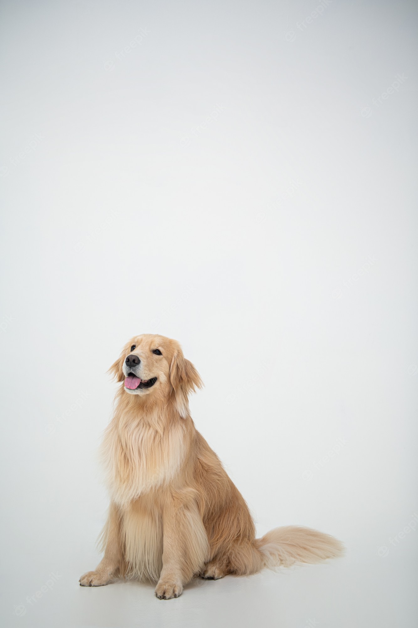 Golden Retriever Backgrounds