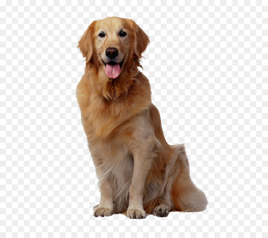 Golden Retriever Backgrounds