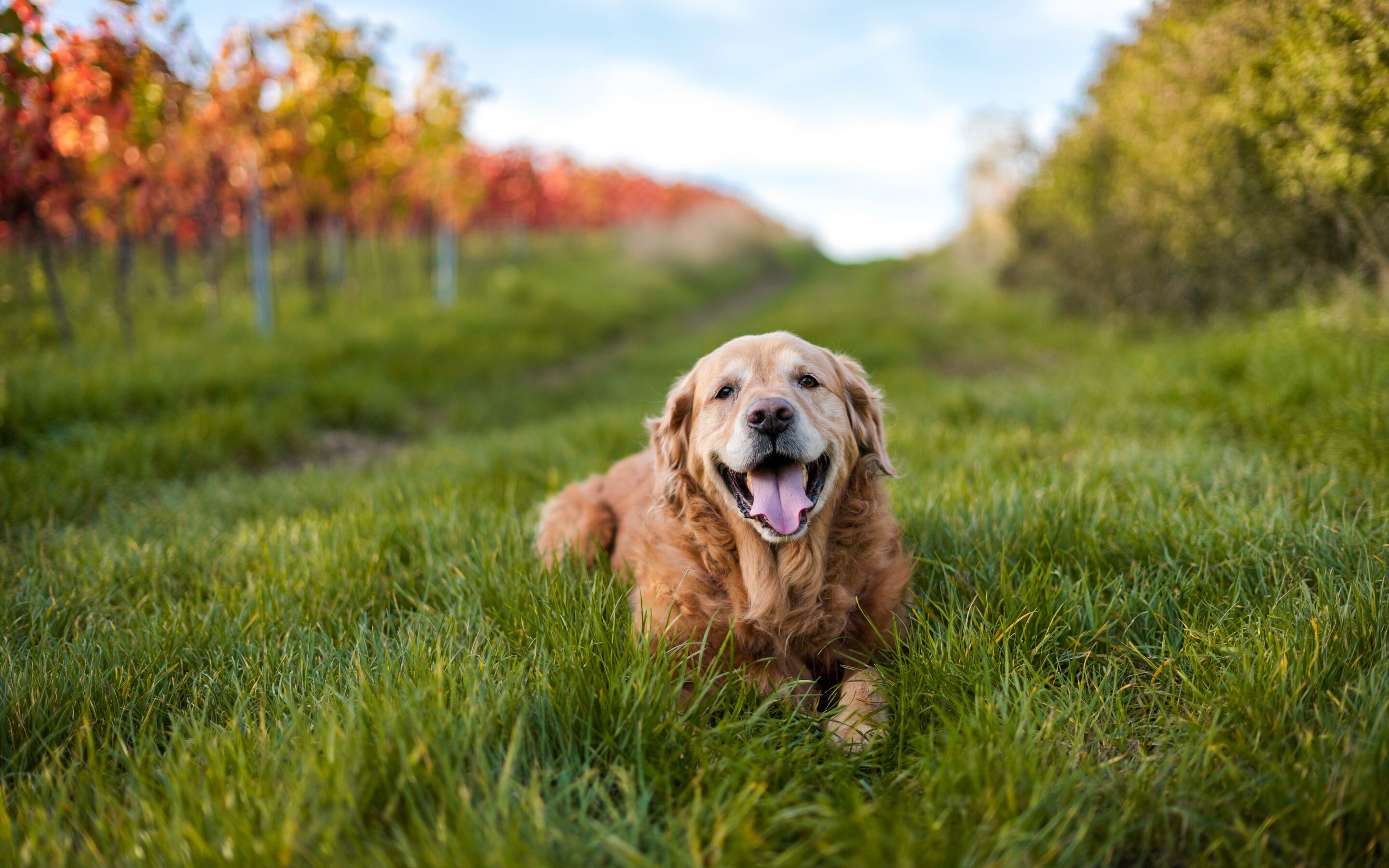 Golden Retriever Backgrounds