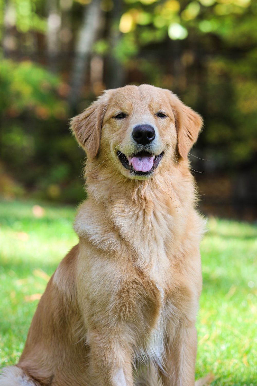 Golden Retriever Backgrounds