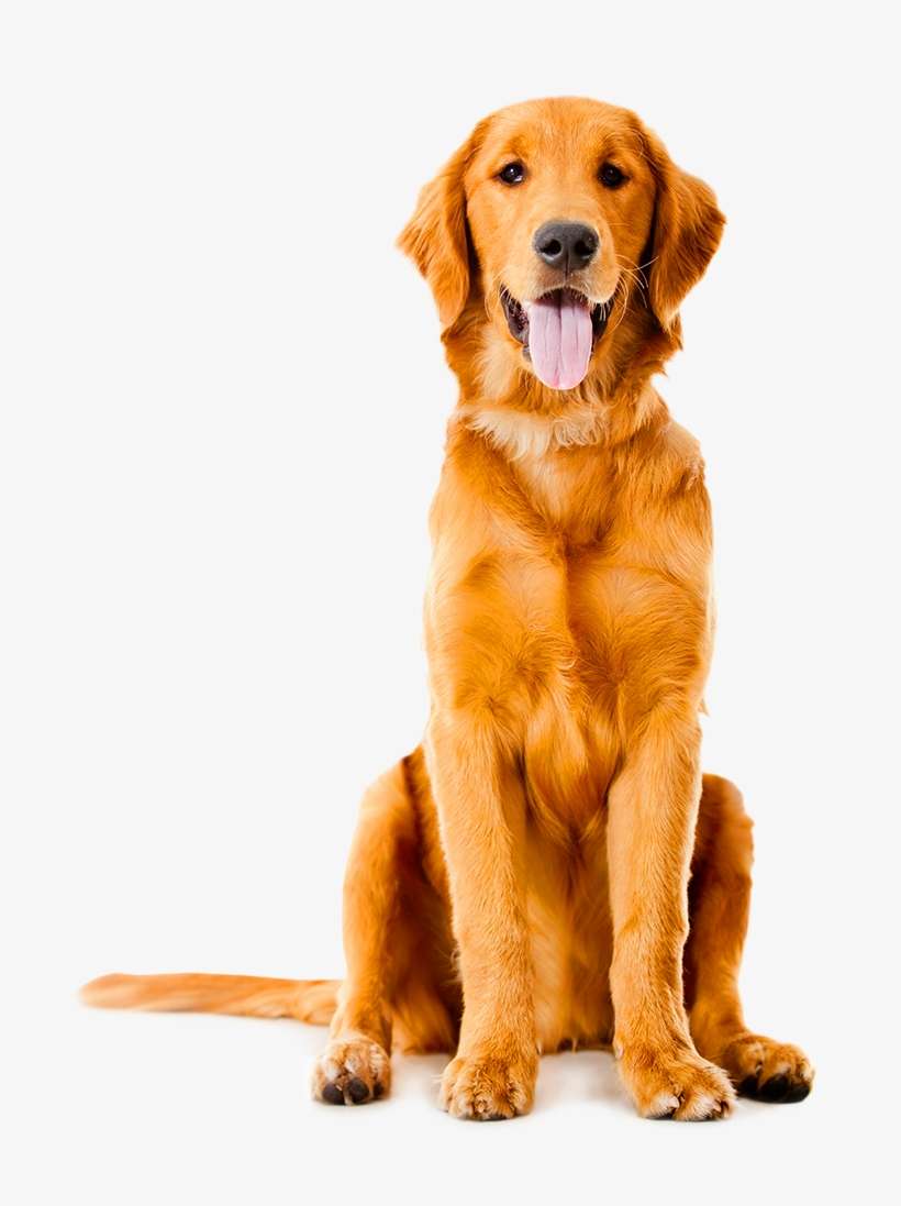 Golden Retriever Backgrounds