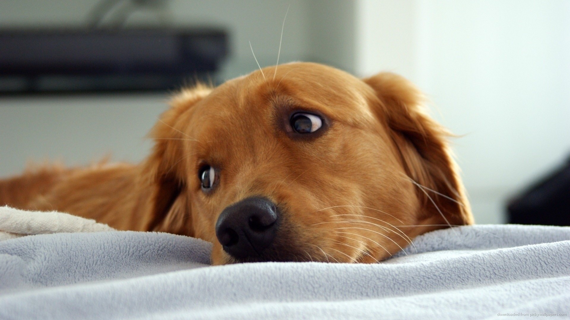 Golden Retriever Backgrounds