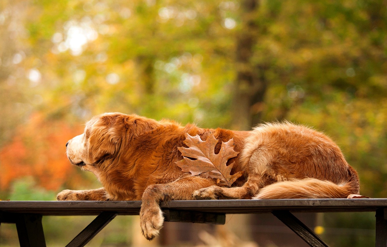 Golden Retriever Backgrounds