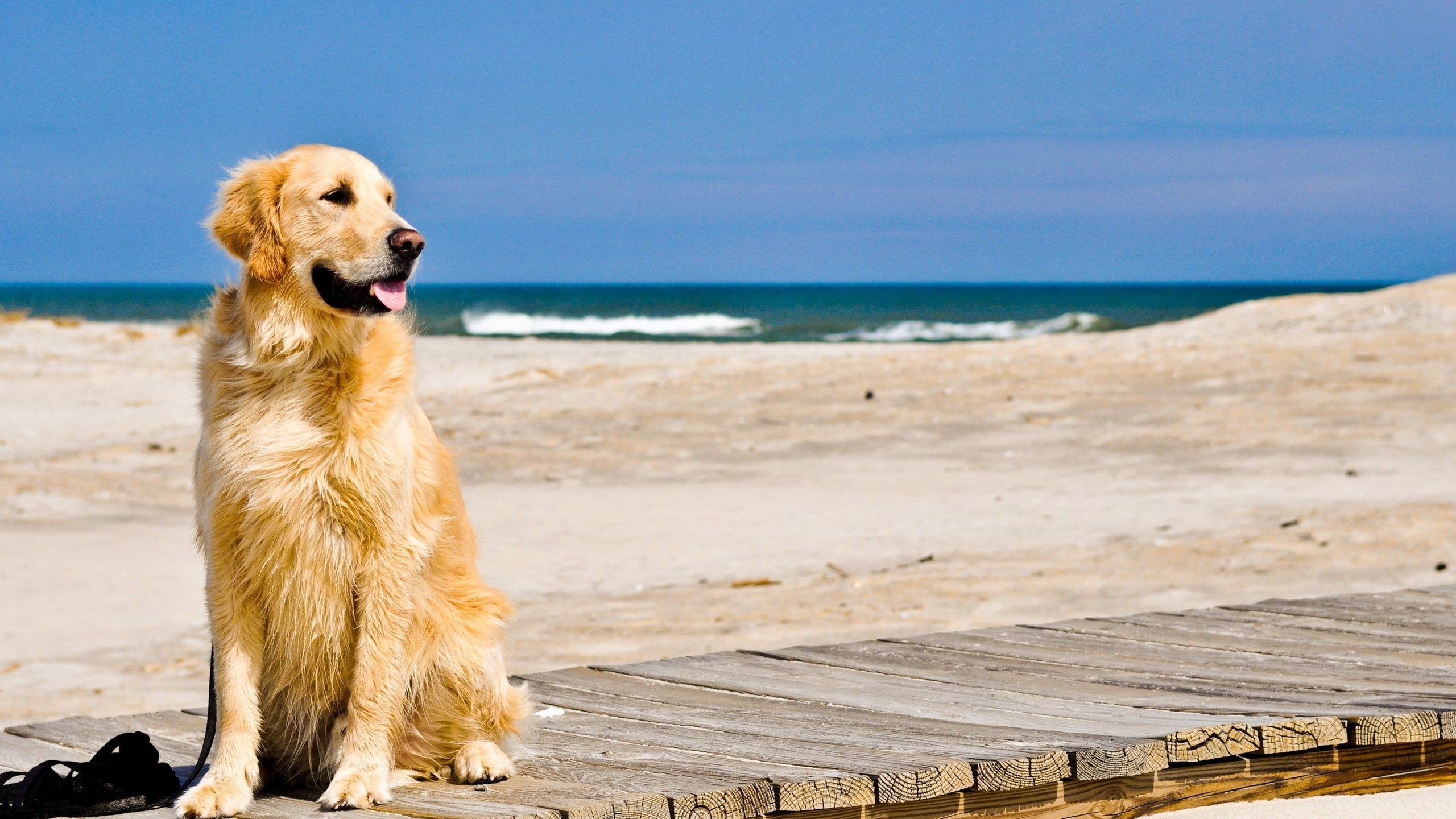 Golden Retriever Backgrounds