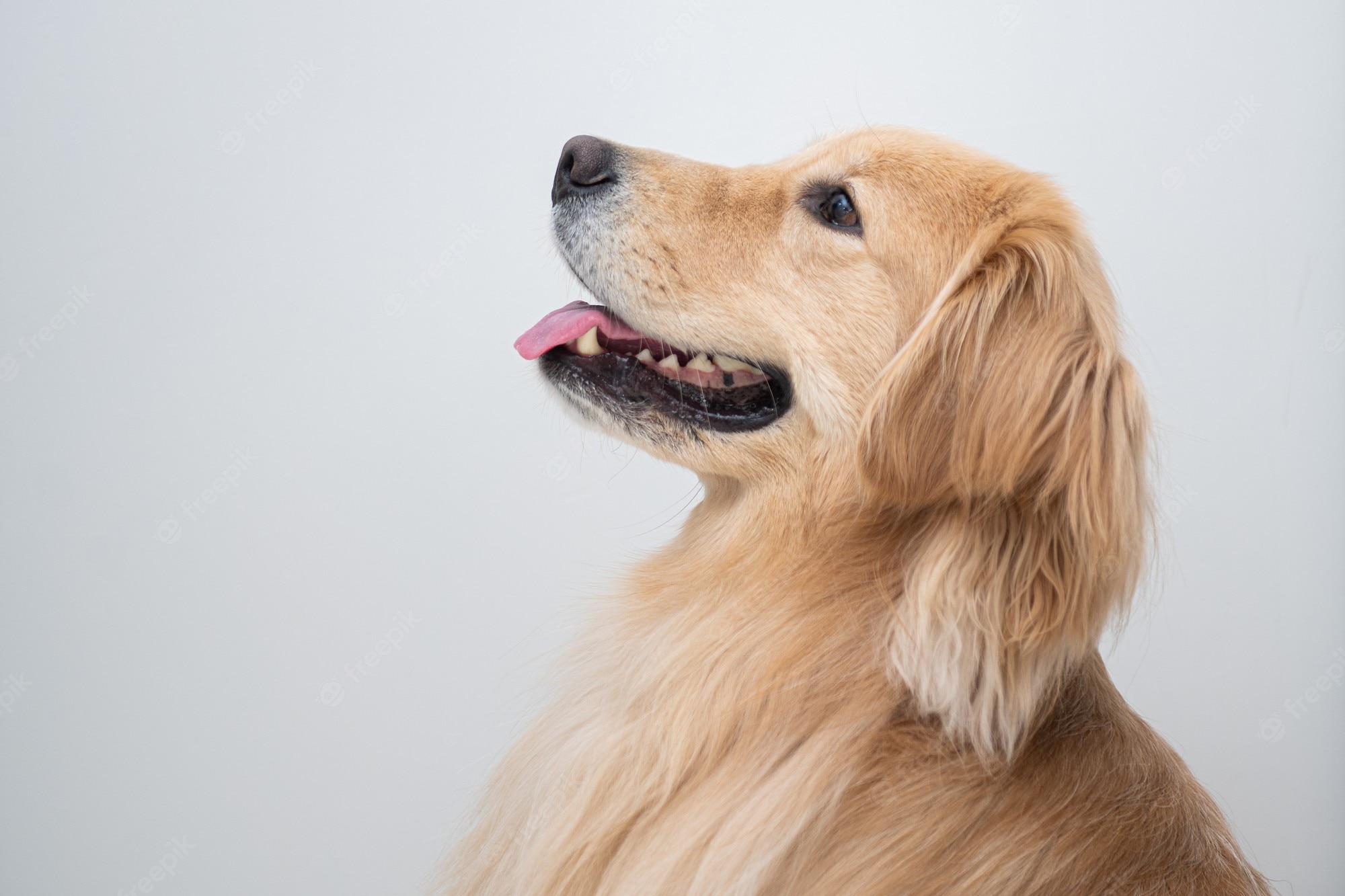 Golden Retriever Backgrounds