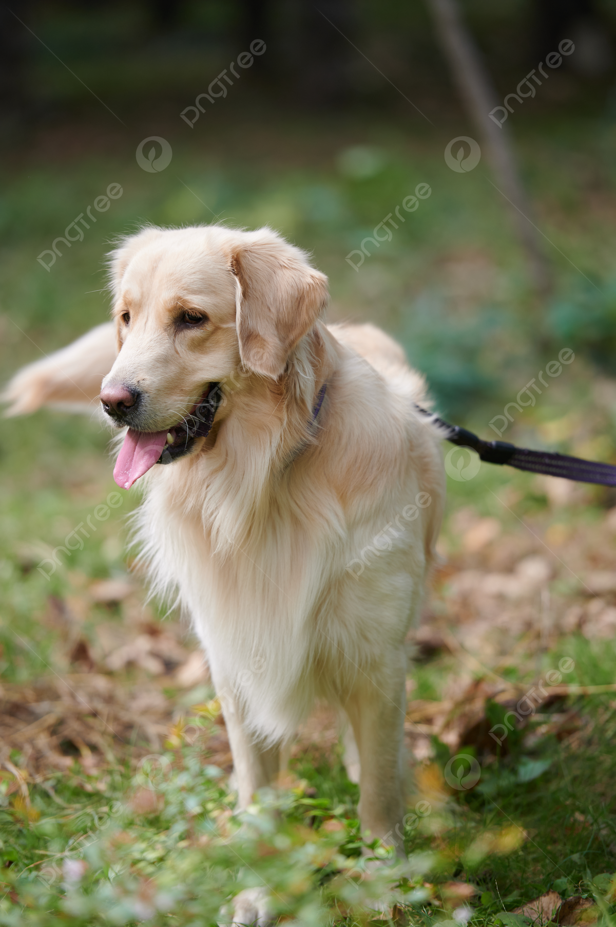 Golden Retriever Backgrounds