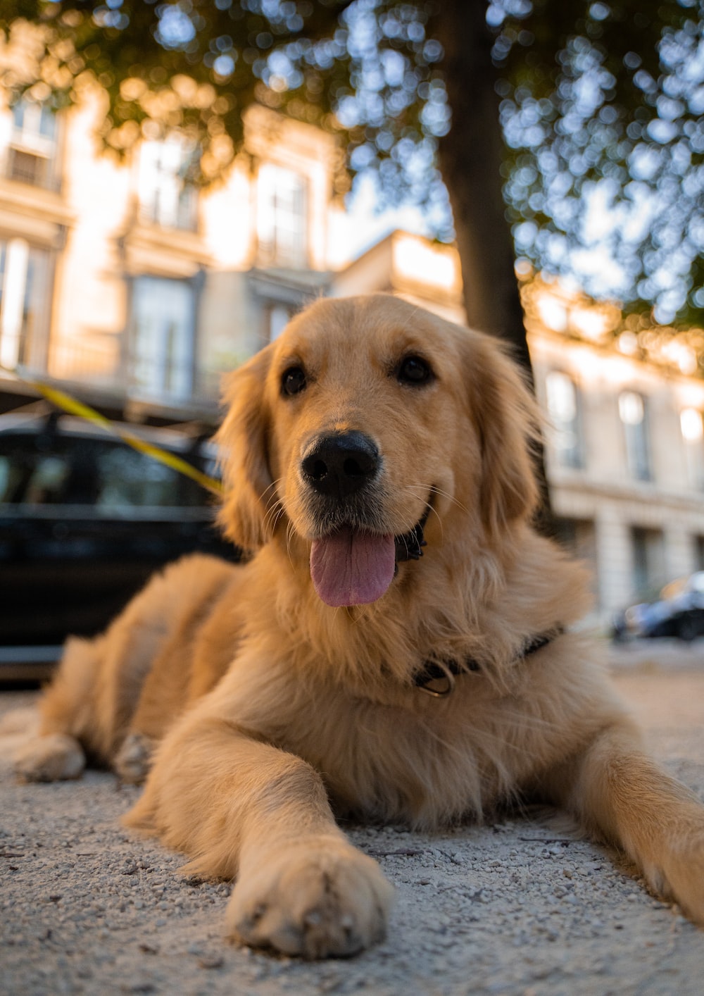 Golden Retriever Backgrounds