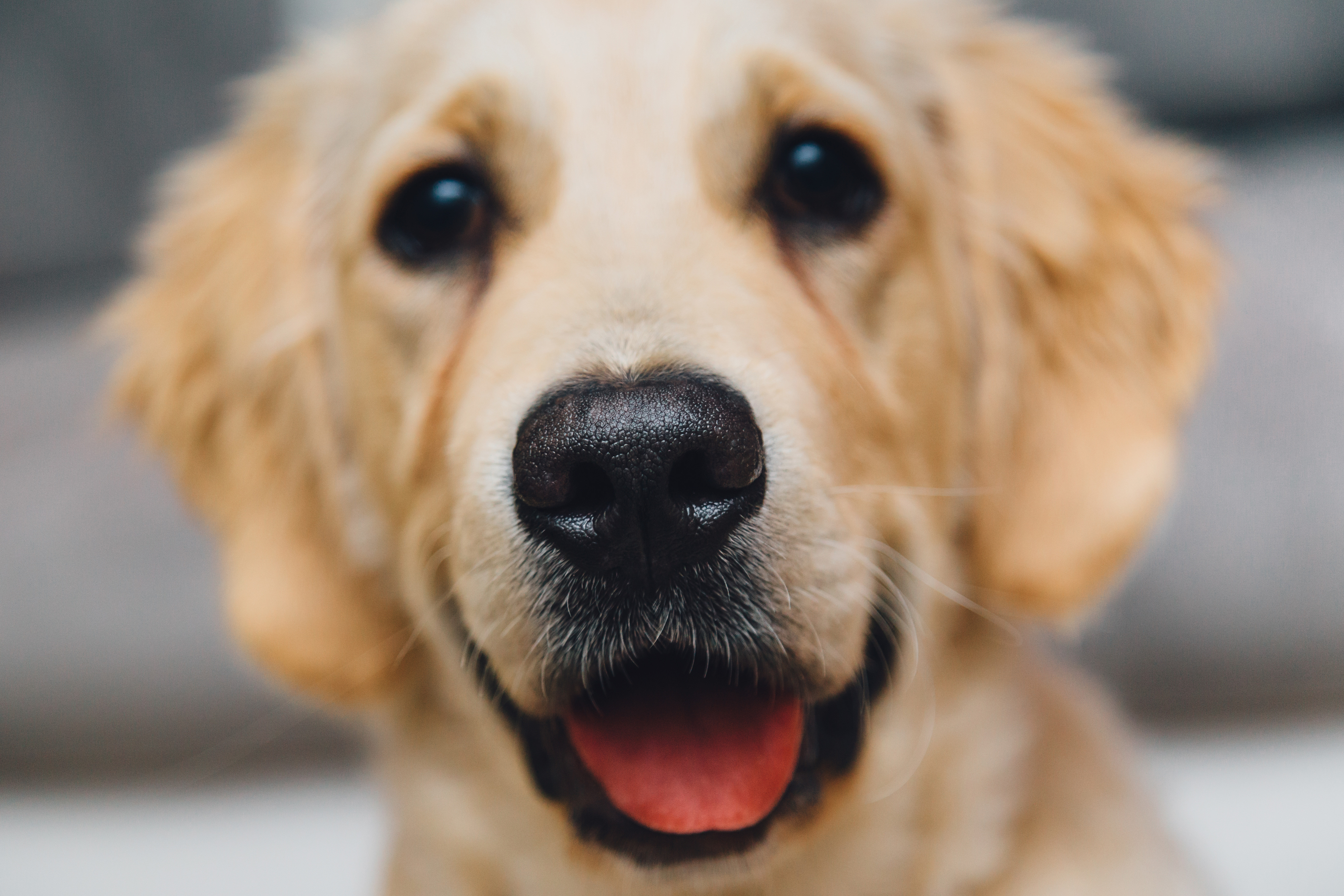 Golden Retriever Backgrounds