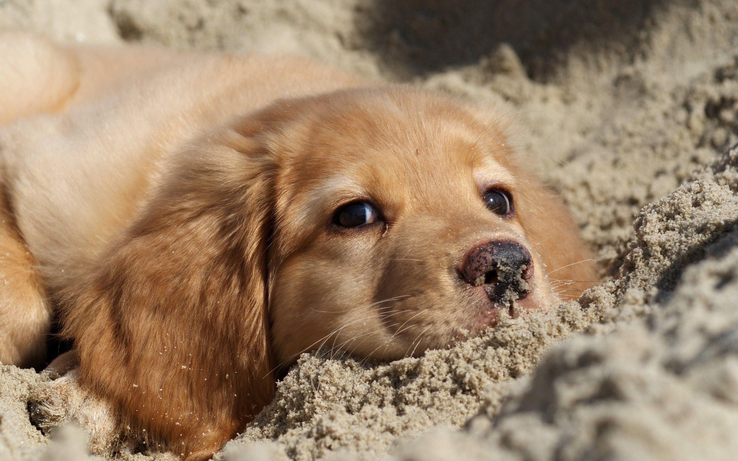 Golden Retriever Backgrounds