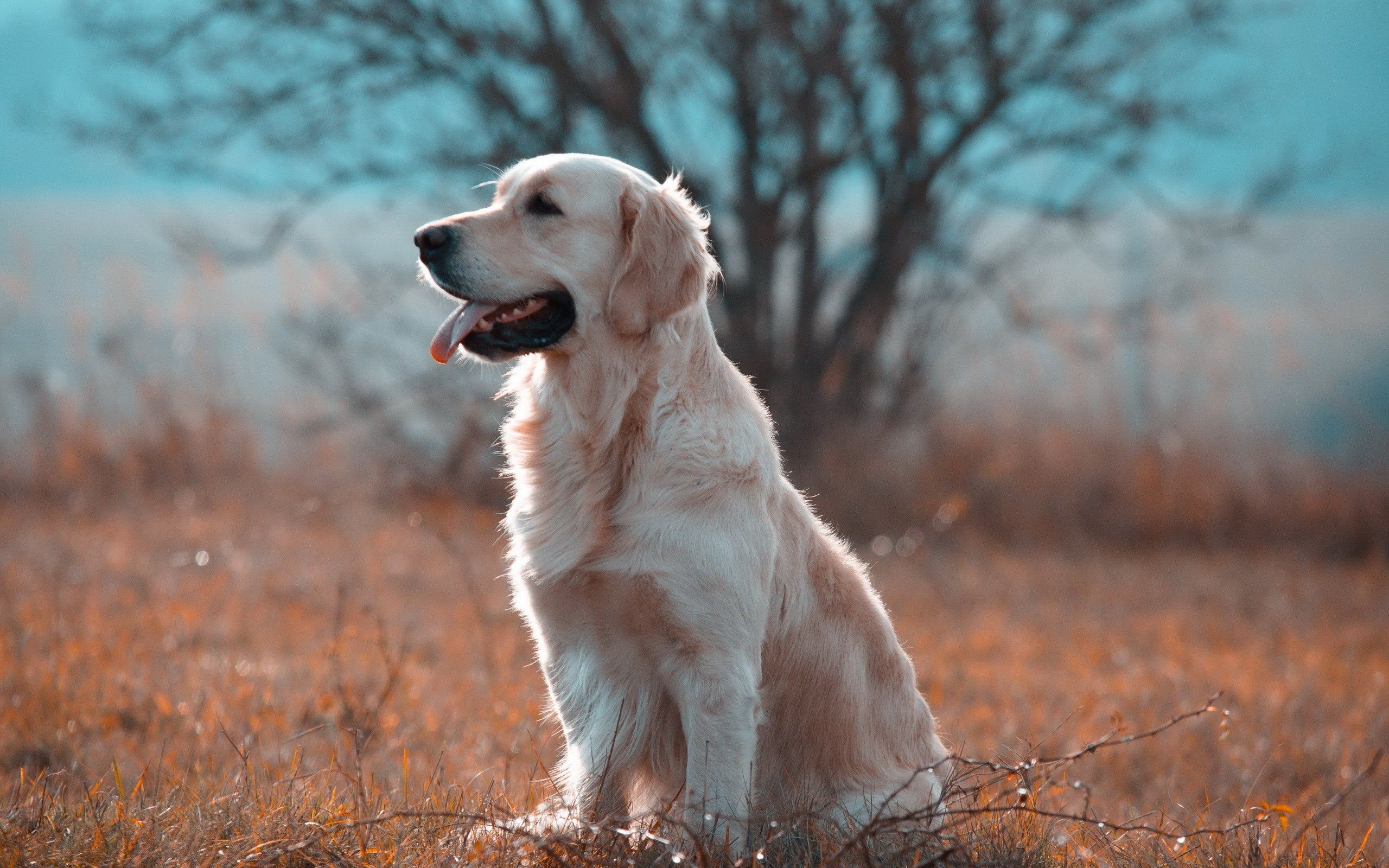 Golden Retriever Backgrounds