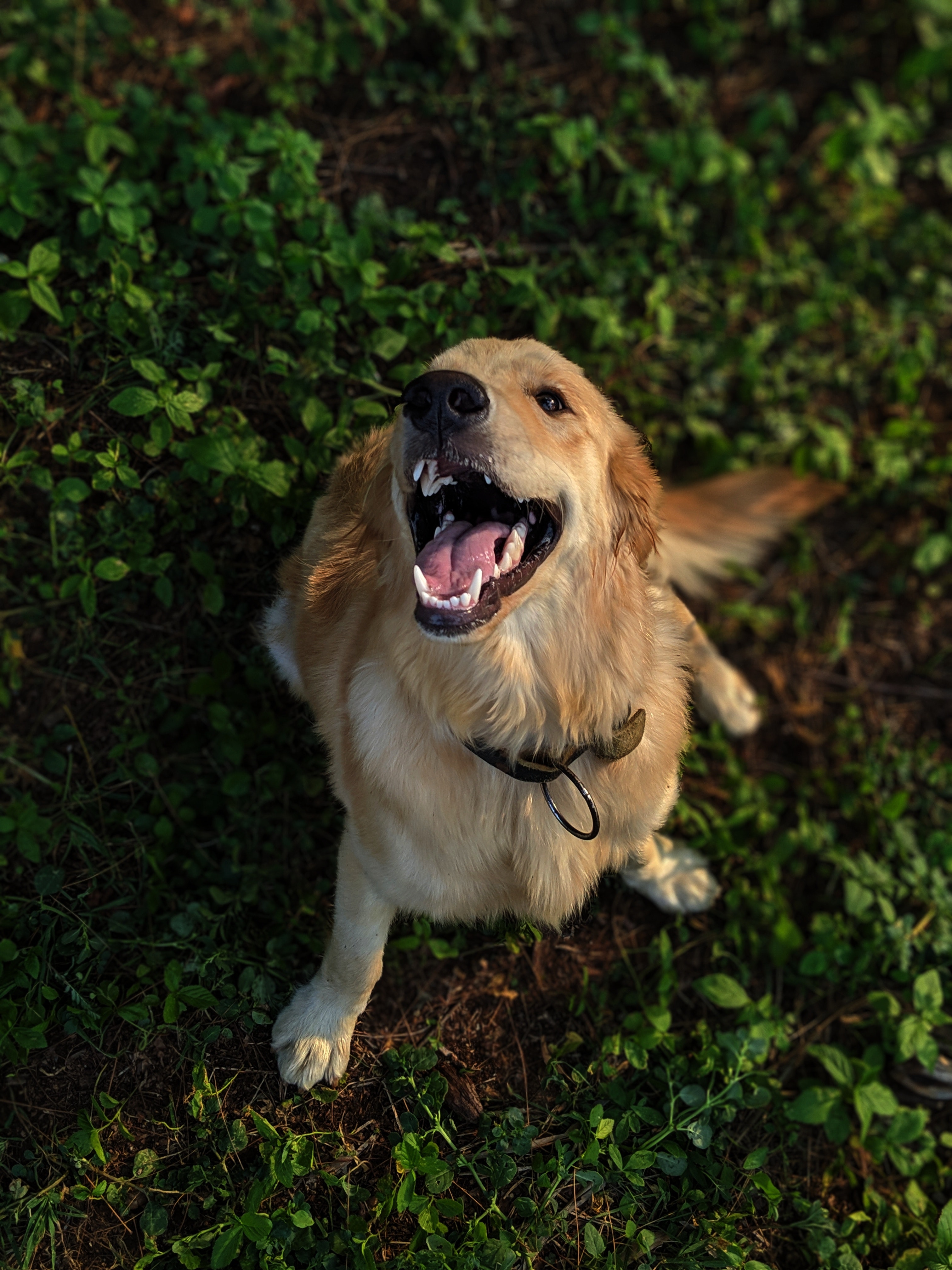 Golden Retriever Backgrounds