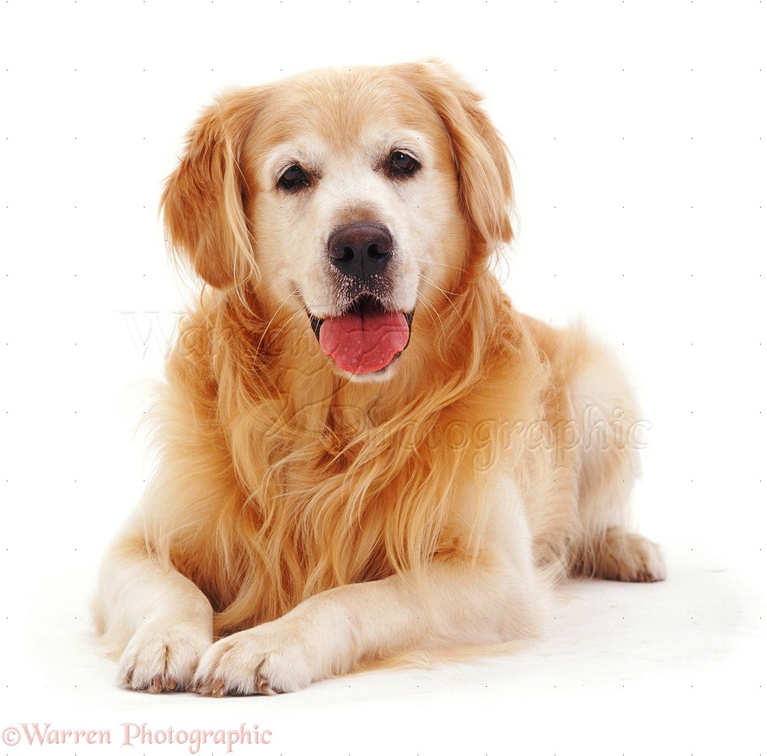 Golden Retriever Backgrounds