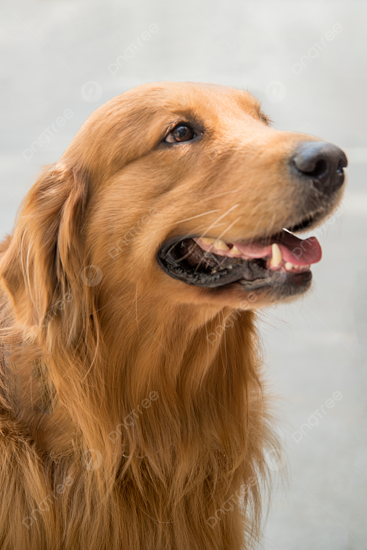 Golden Retriever Backgrounds