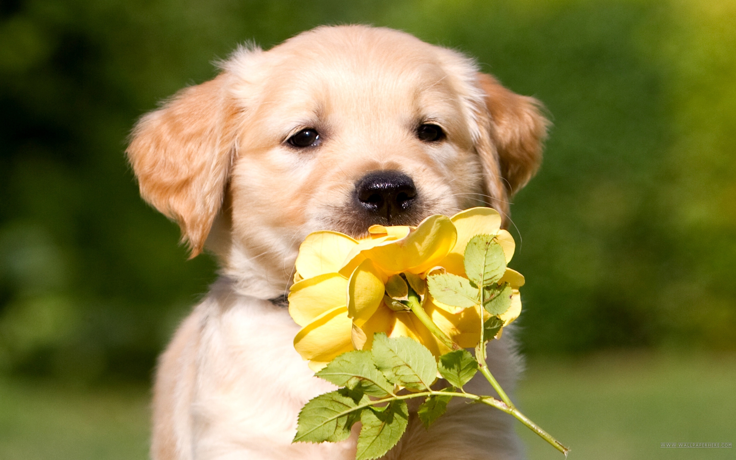 Golden Retriever Backgrounds