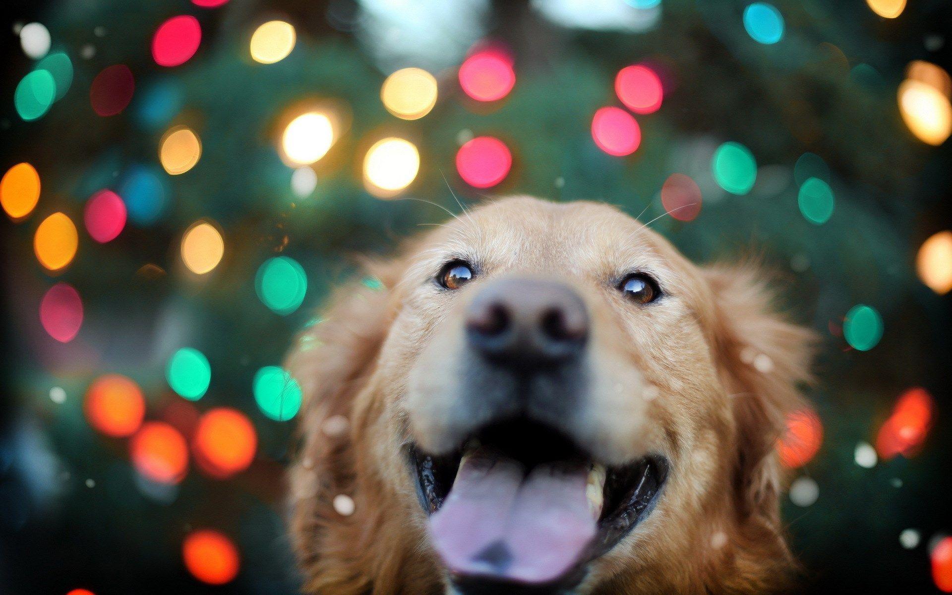 Golden Retriever Backgrounds