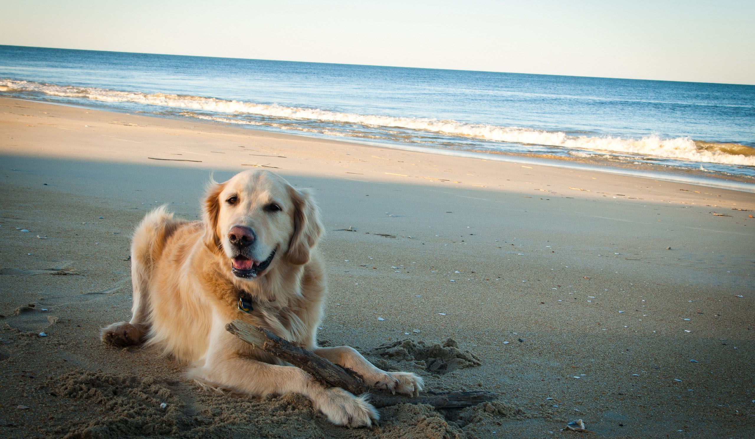 Golden Retriever Backgrounds