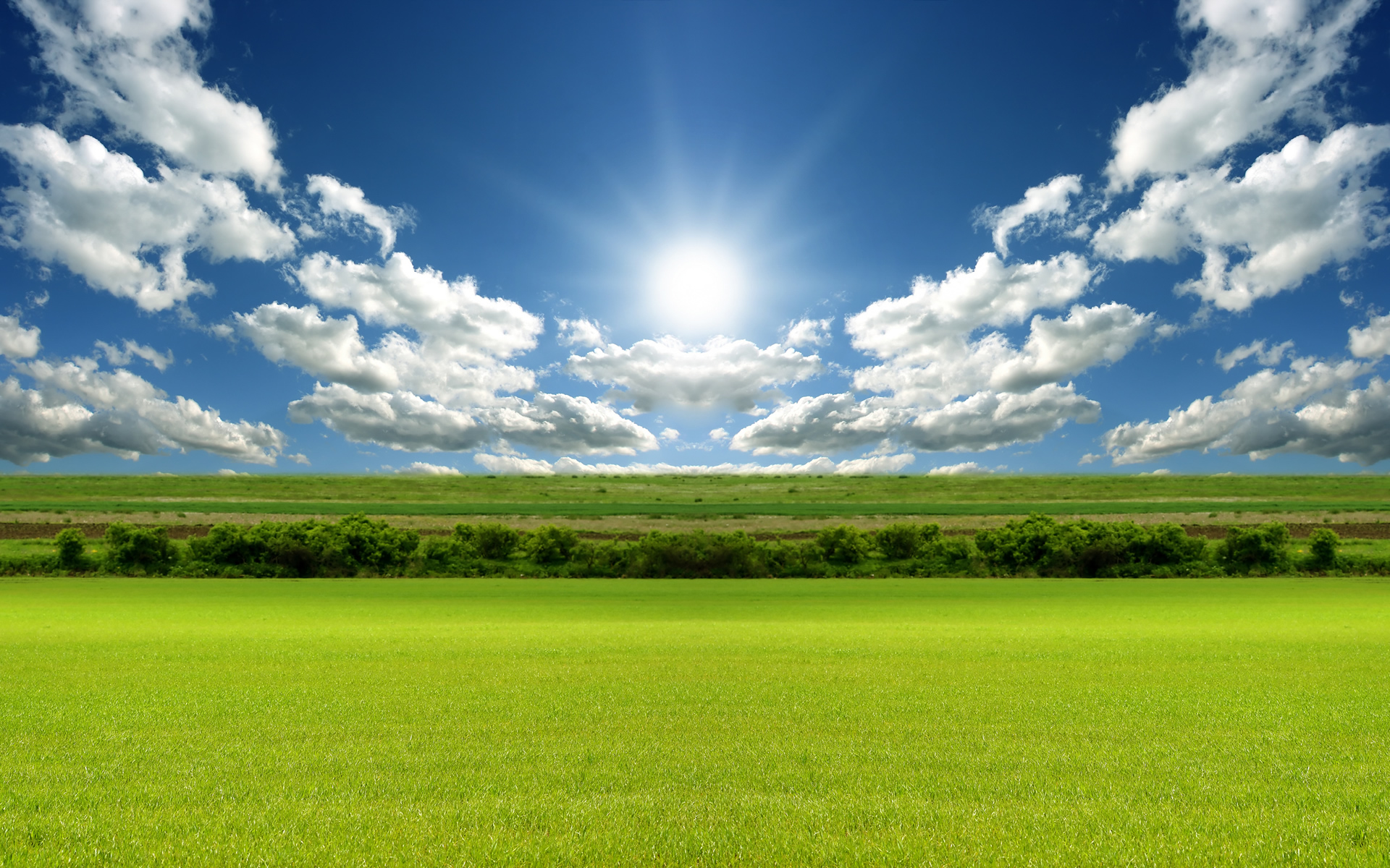 Grassy Field Background